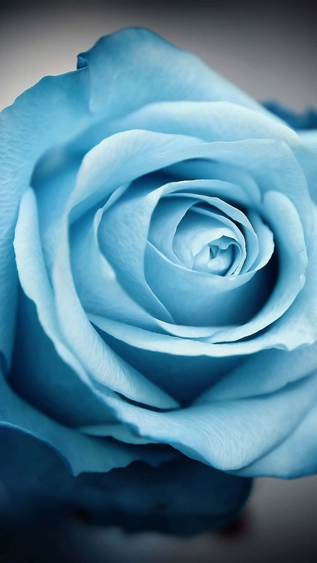 Download Flower iPhone Blue Rose Close