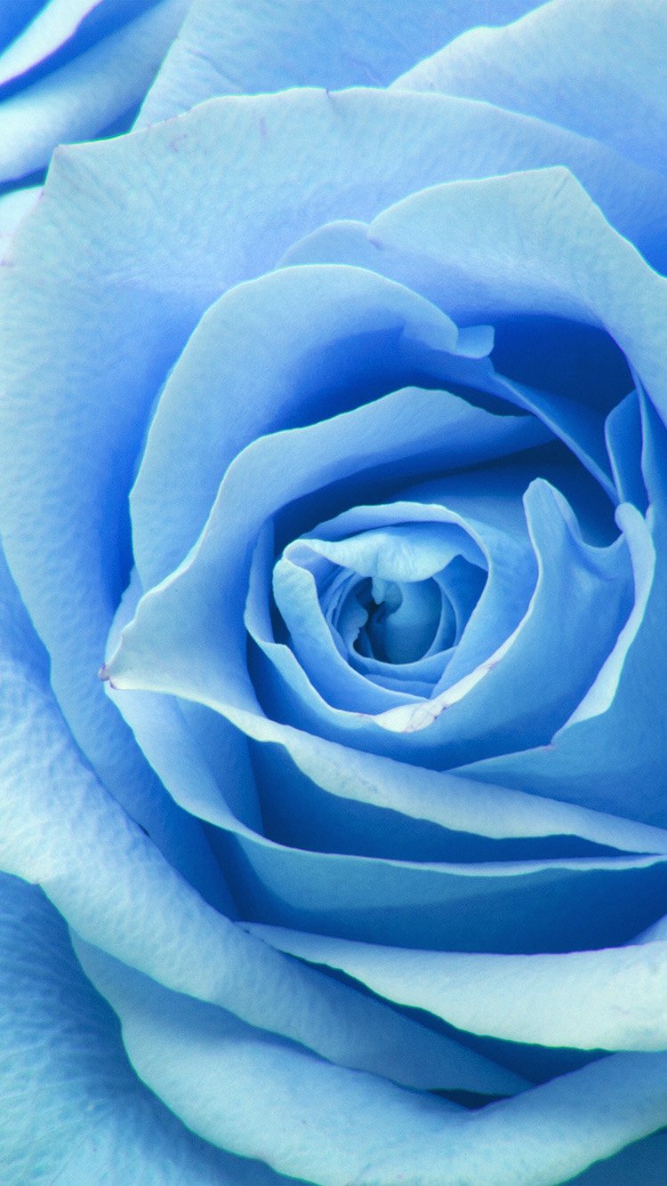 Flower Blue Rose Zoom Love