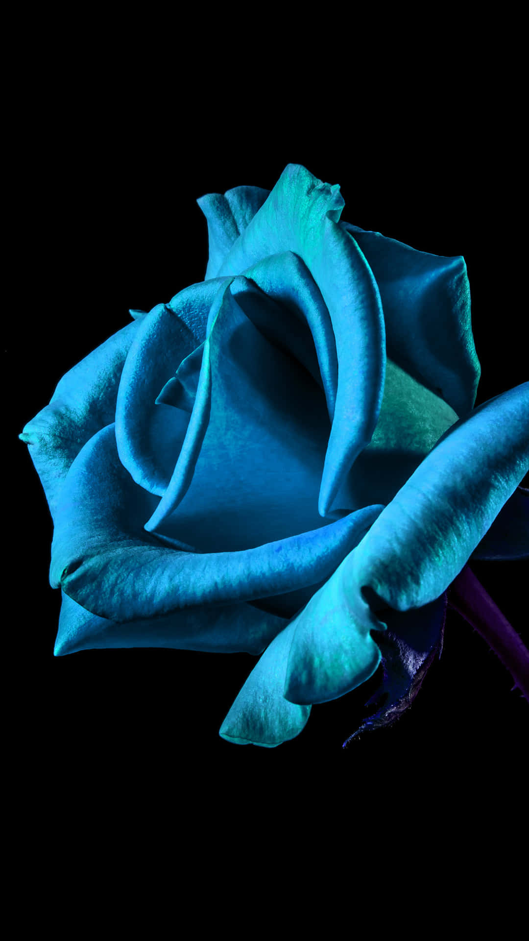 Download Flower iPhone Blue Neon Color