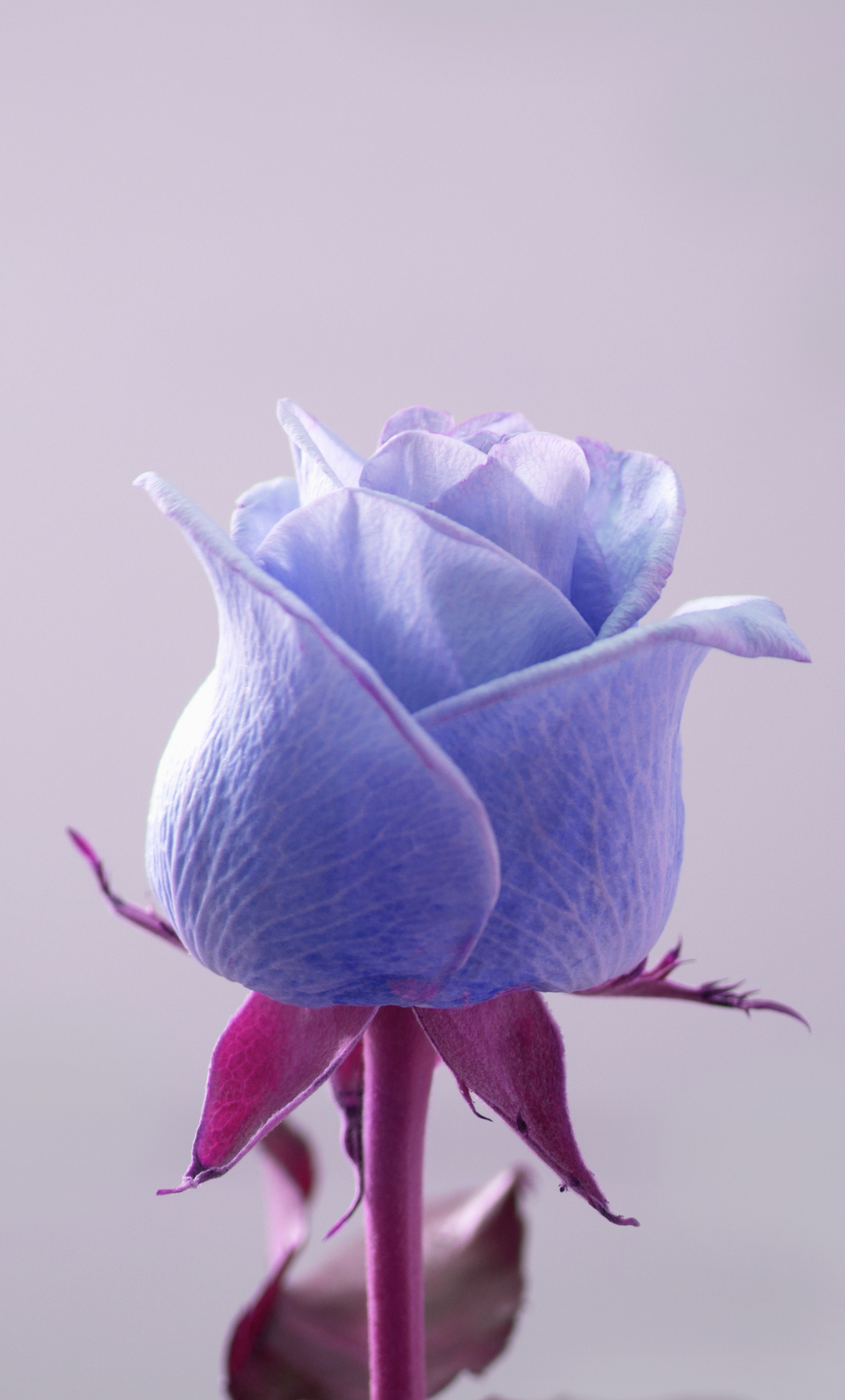 Download wallpaper 1280x2120 blue rose