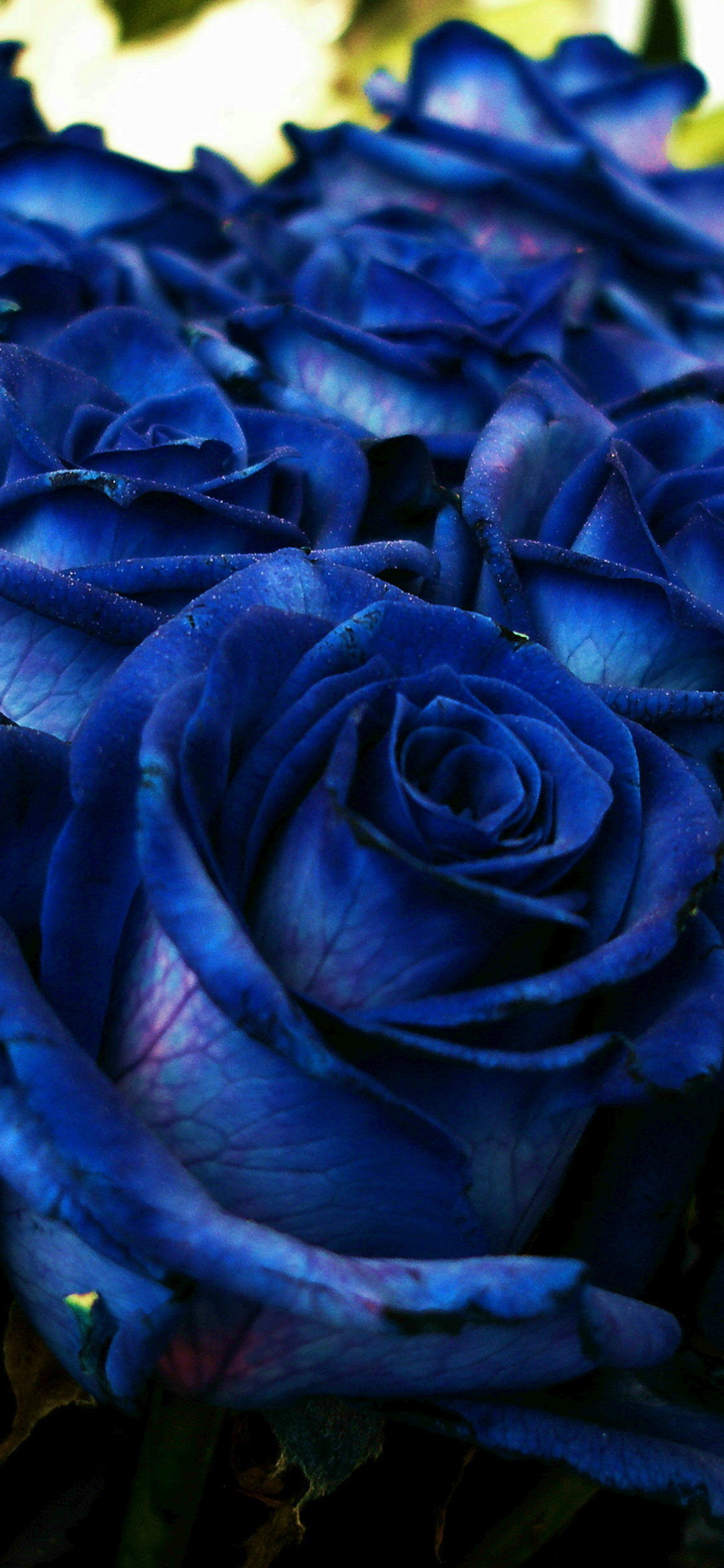 Download wallpaper 1125x2436 blue roses