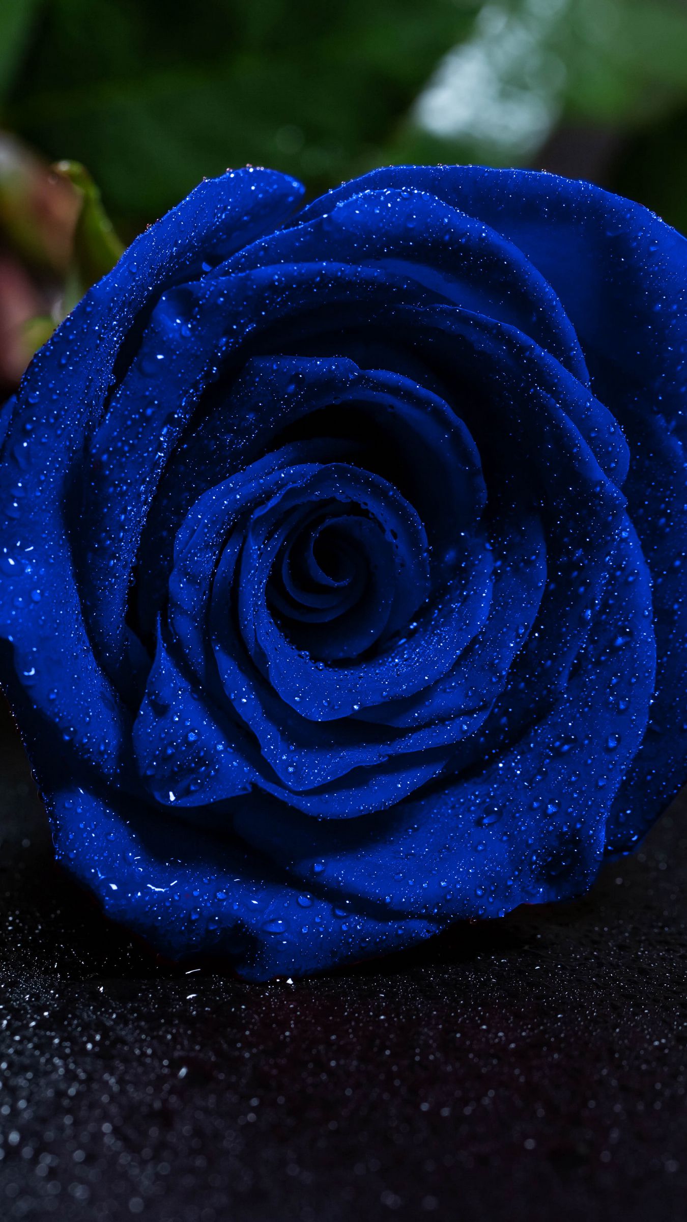 Download wallpaper 1350x2400 rose, blue