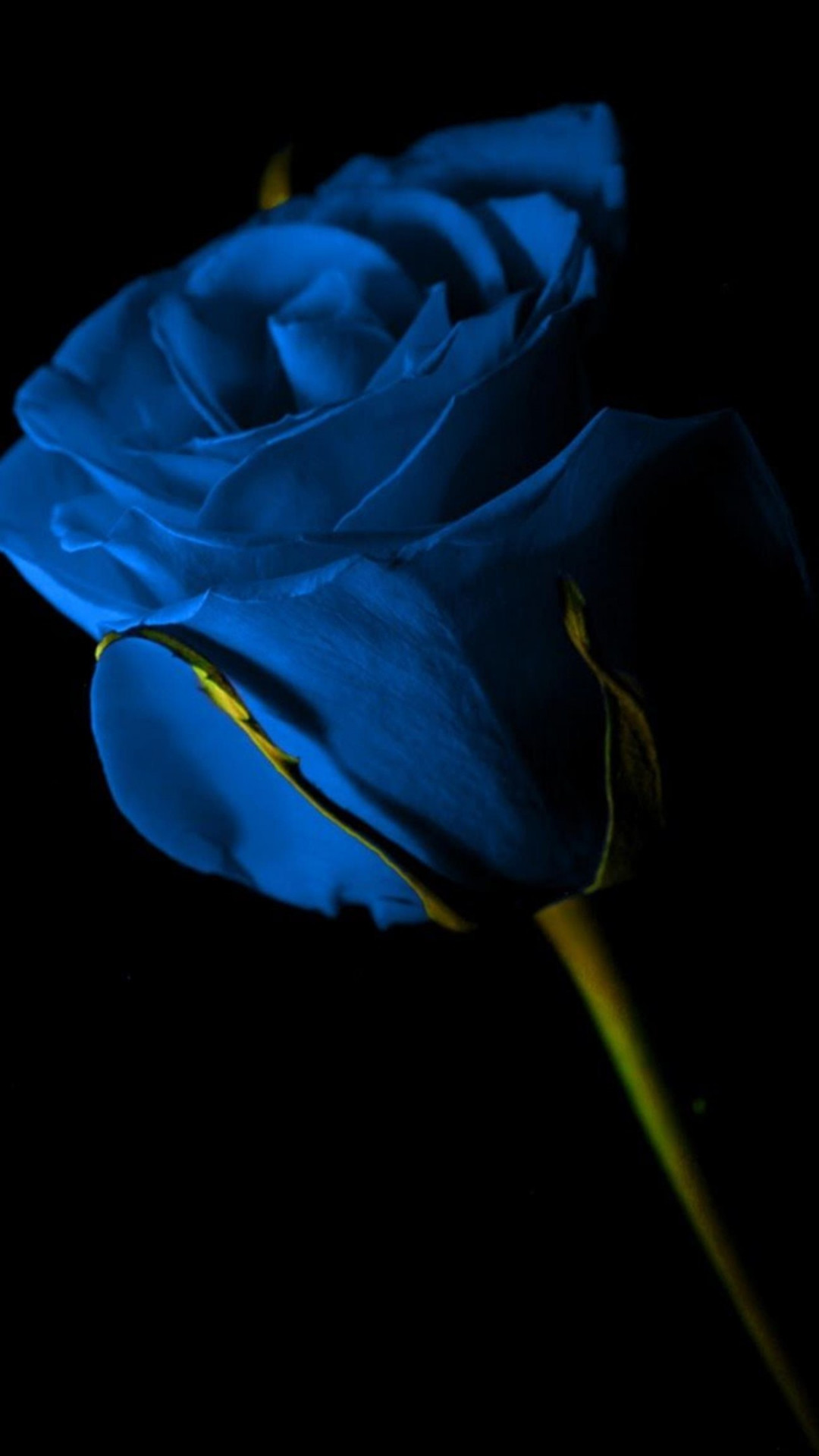 Blue Rose Wallpaper 42277