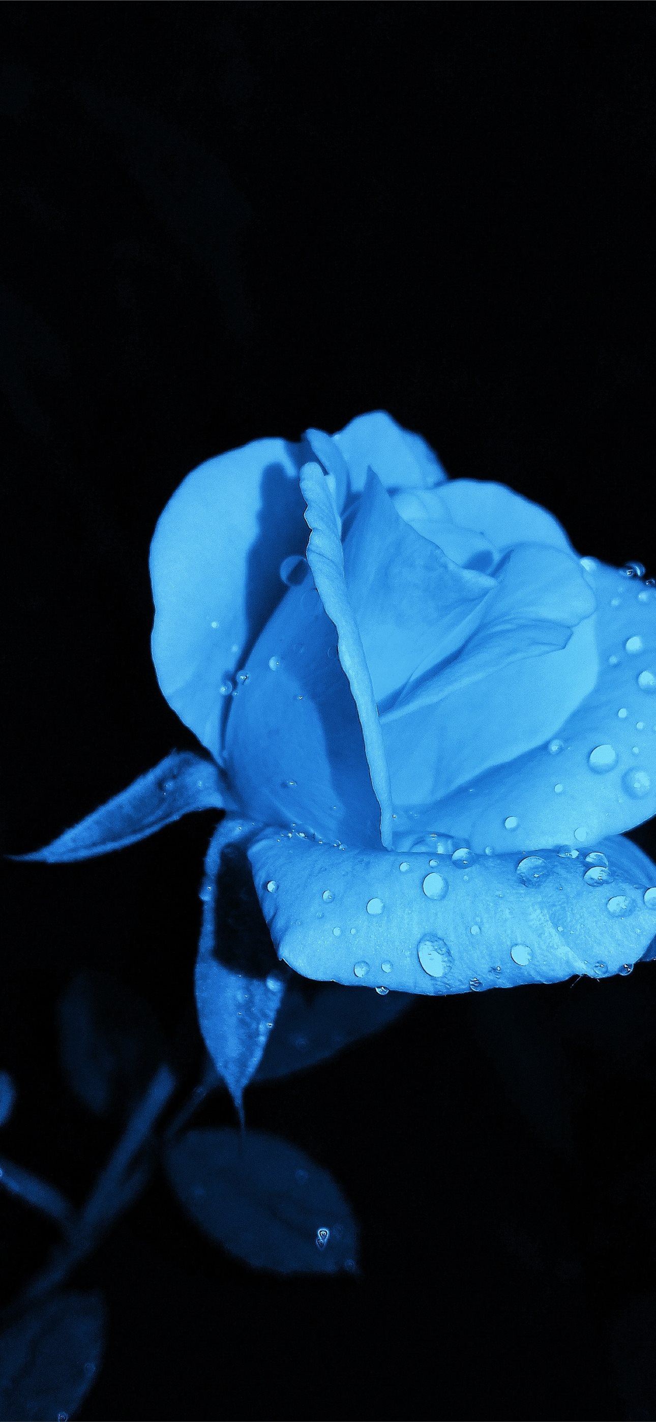 blue rose with water droplet iPhone