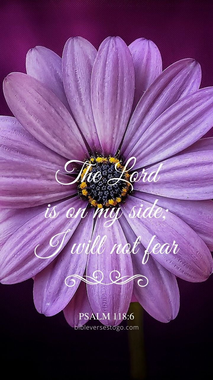 Purple Daisy Psalm 118:6
