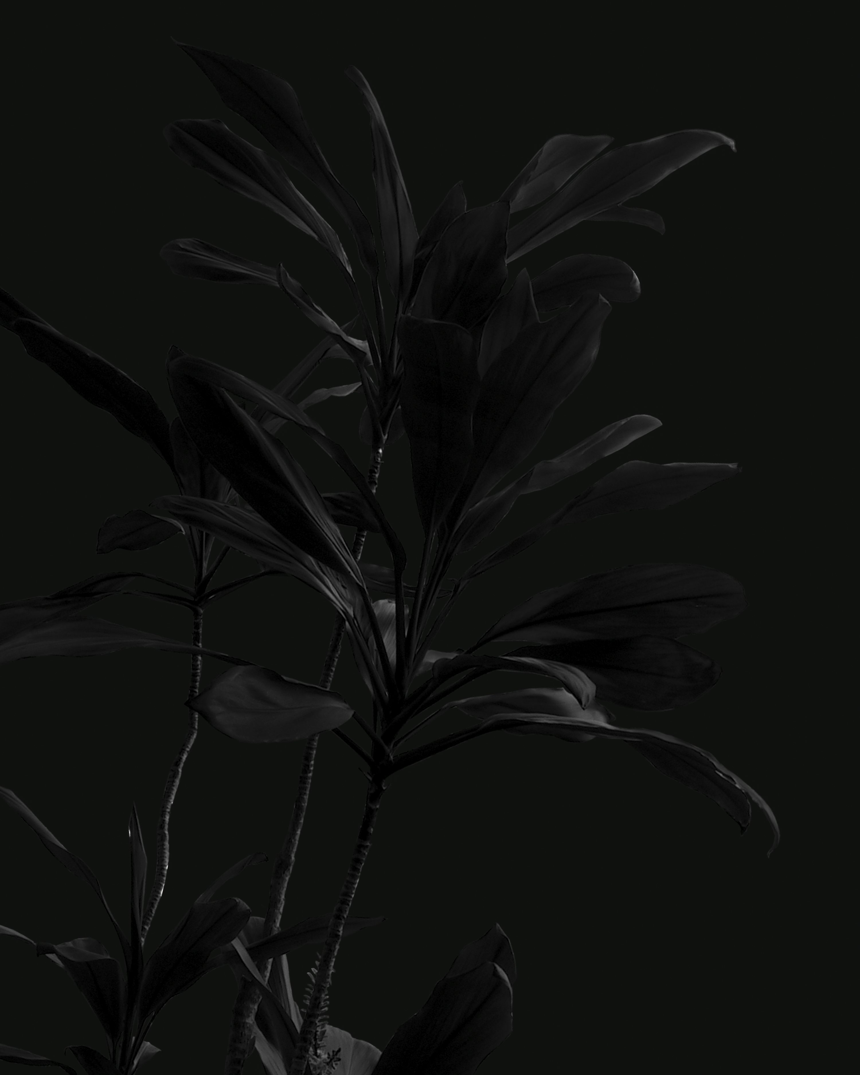 Black Flowers Picture. Download Free