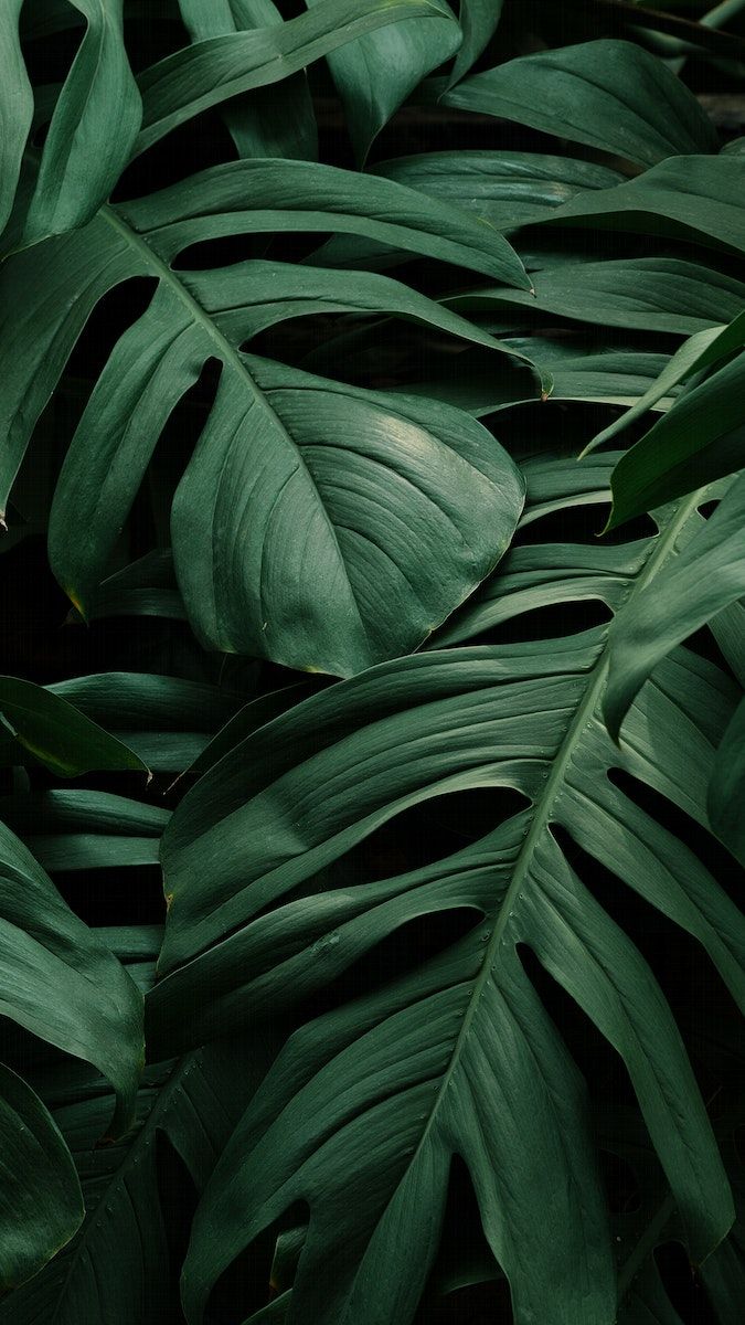 Download premium image of Monstera