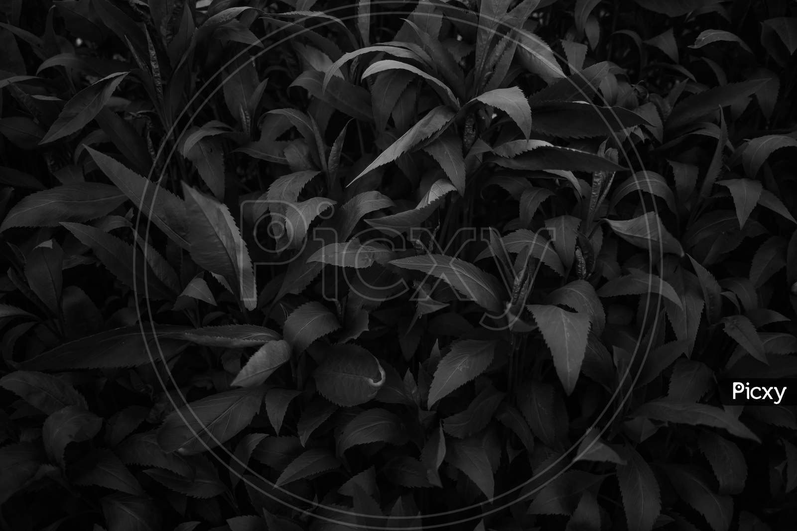 Image of Dark White Roses In Black