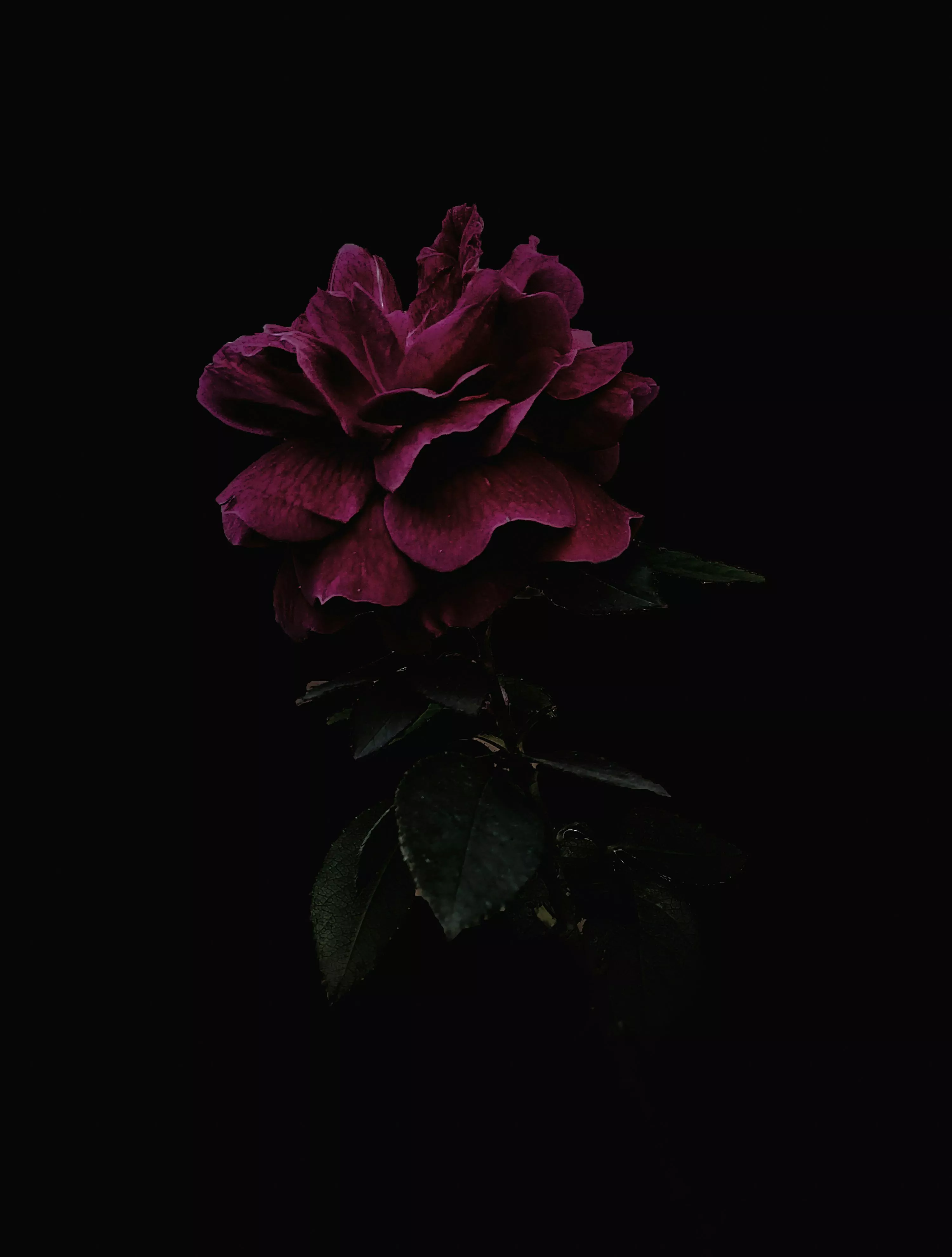 Dark Flower Picture. Download