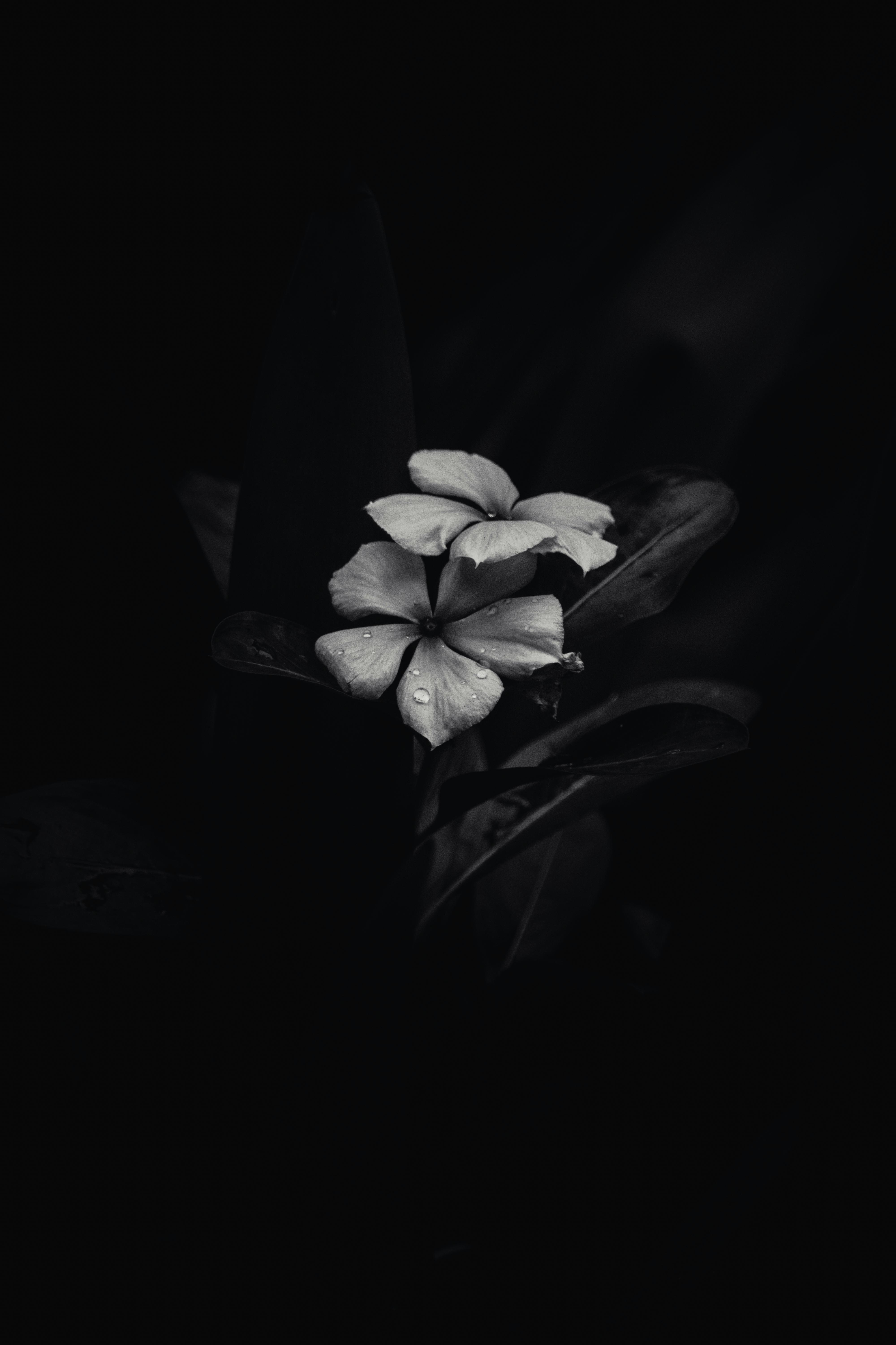 Grayscale Photo of Flower With Black Background · Free