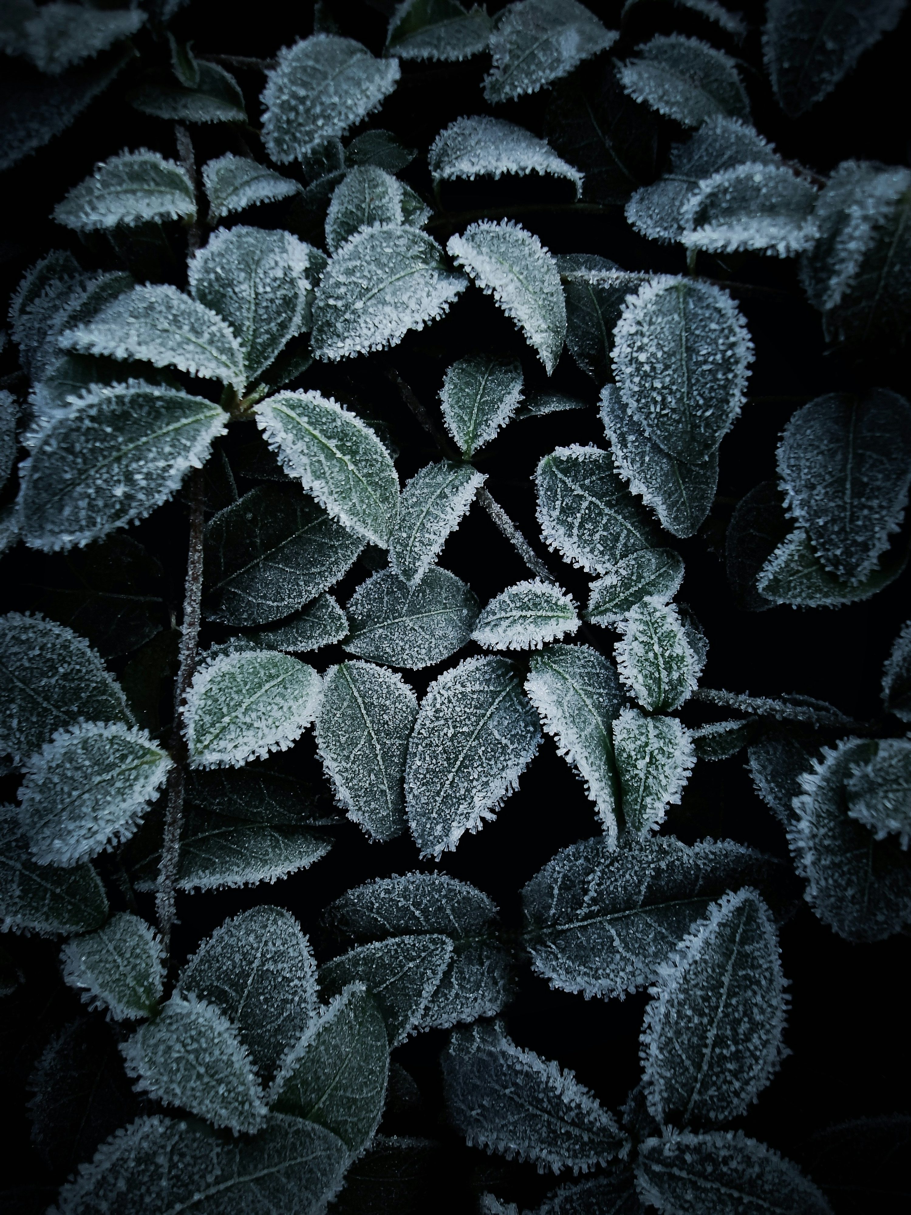 Dark Plant Picture. Download