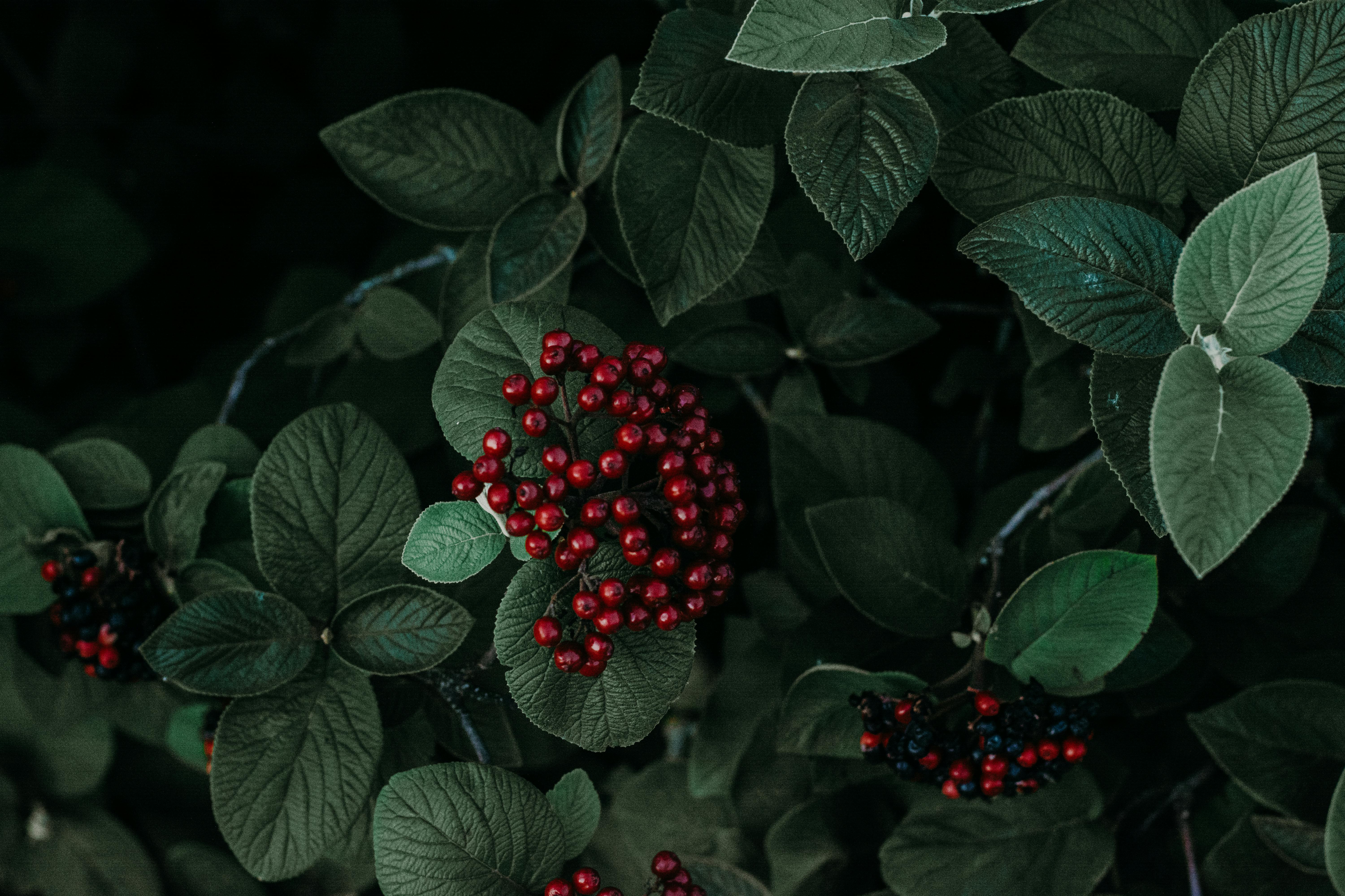 Black Background · Free