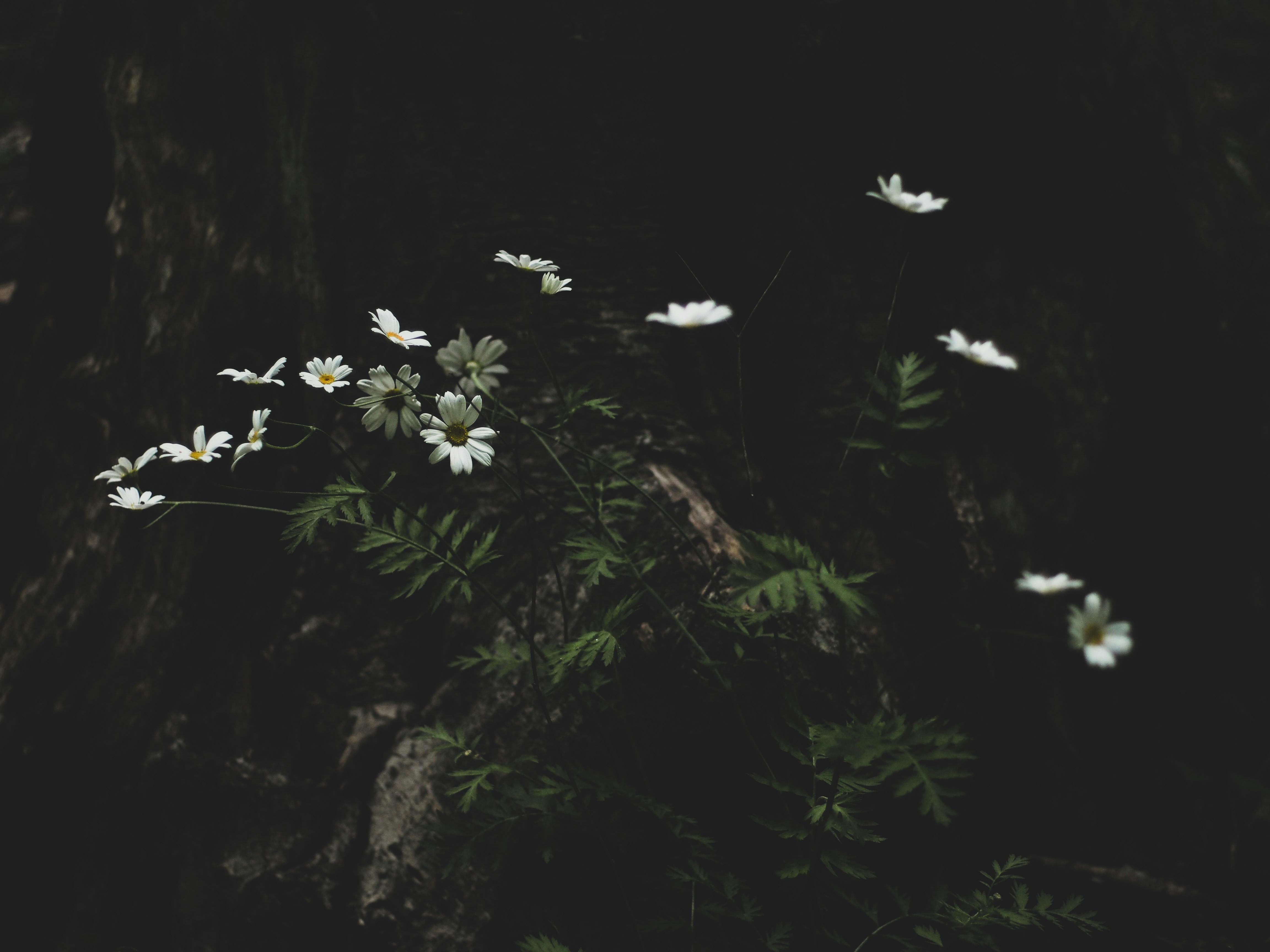 Black Background · Free
