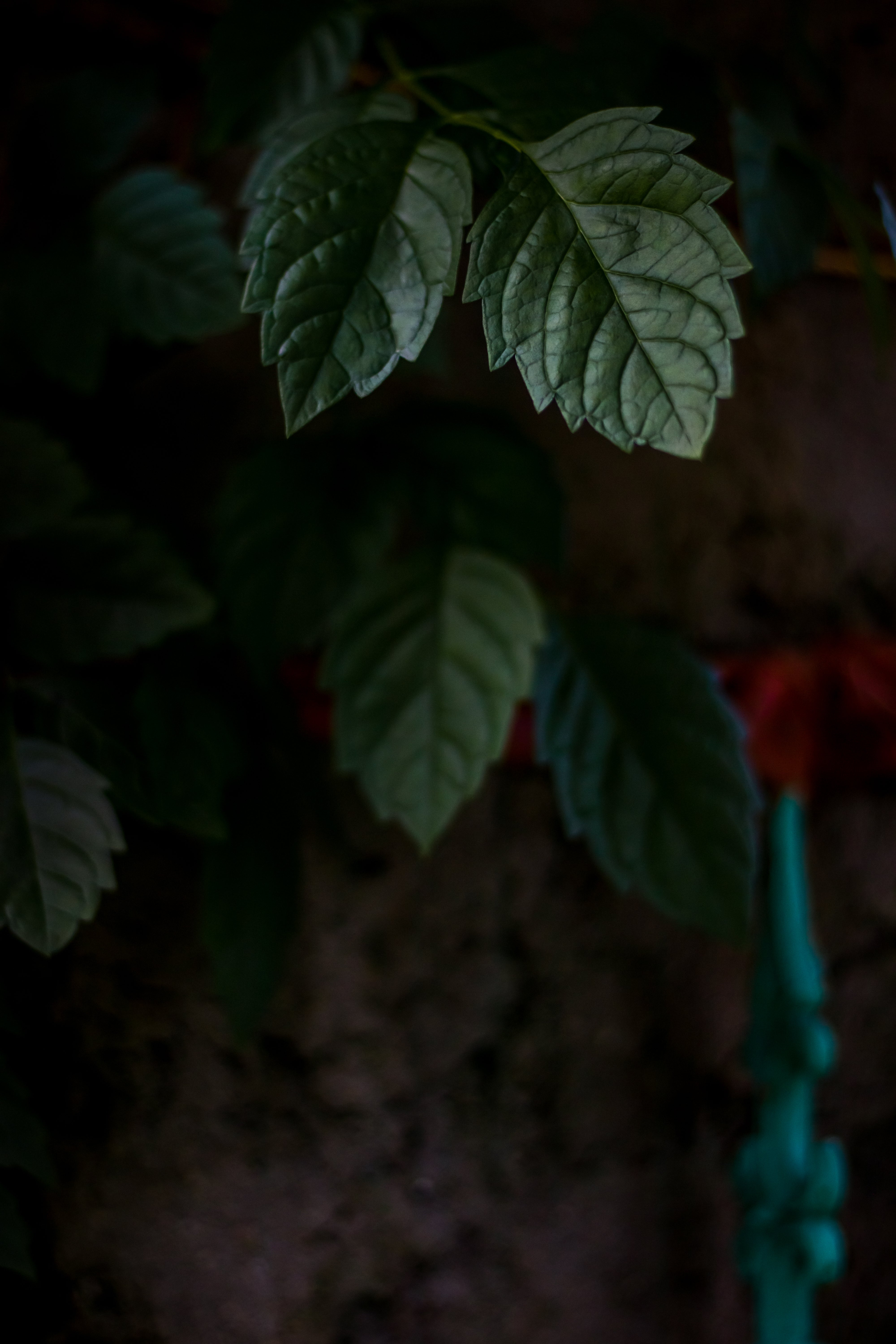 Black Background And Green Leaves
