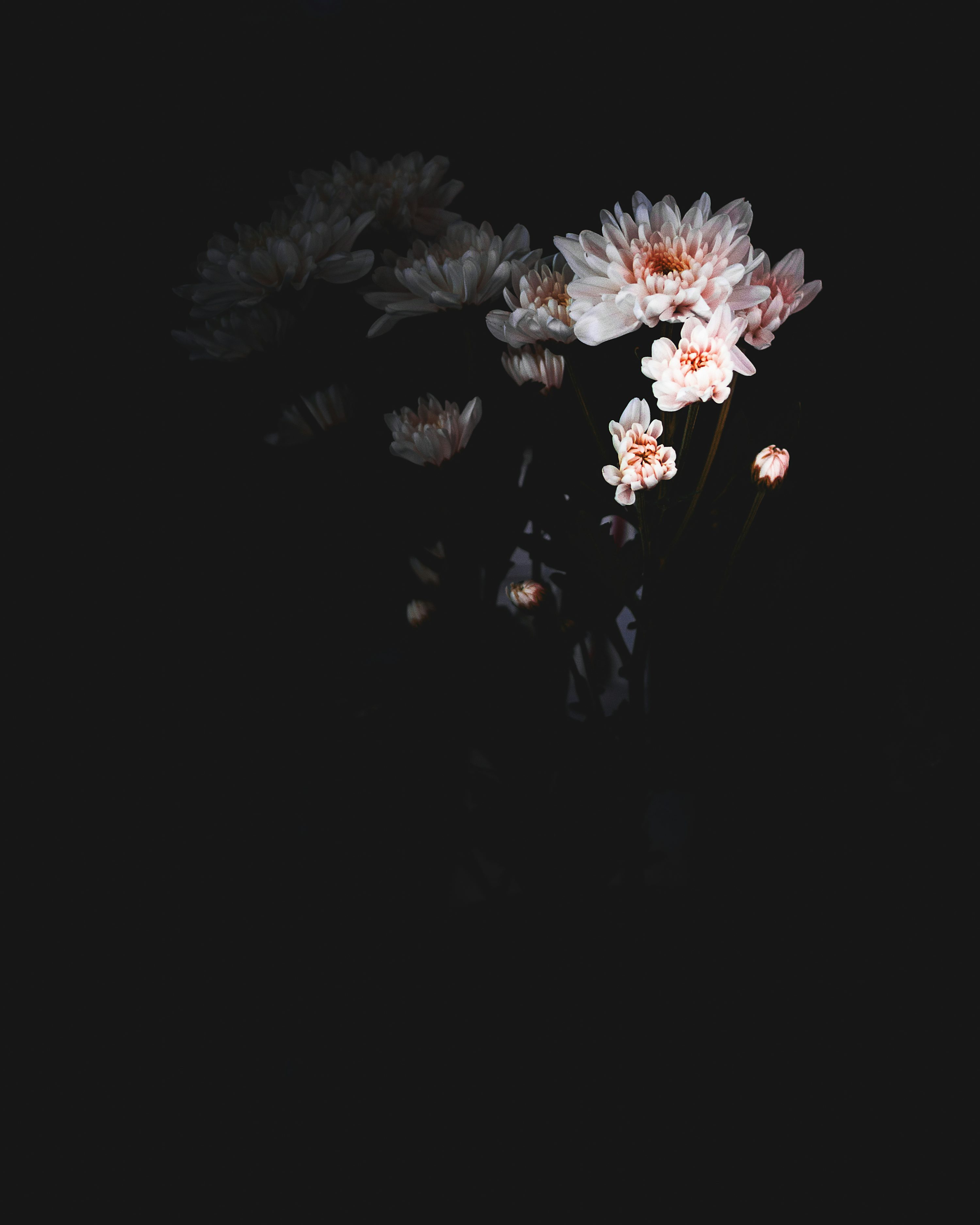 Flowers Black Background Picture