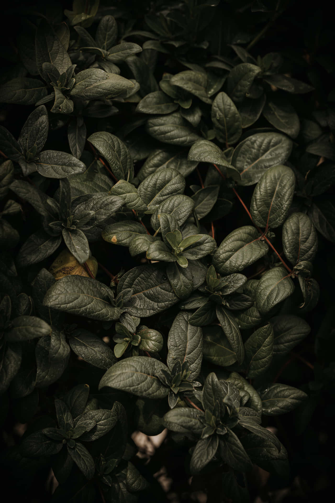 Plant Phone Wallpaper