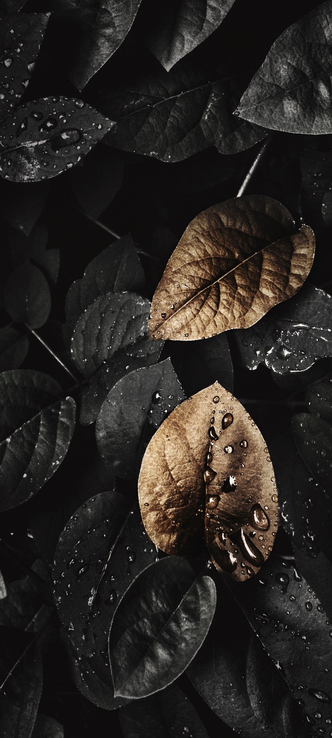 Wallpaper Leaf, Plant, Black, Water