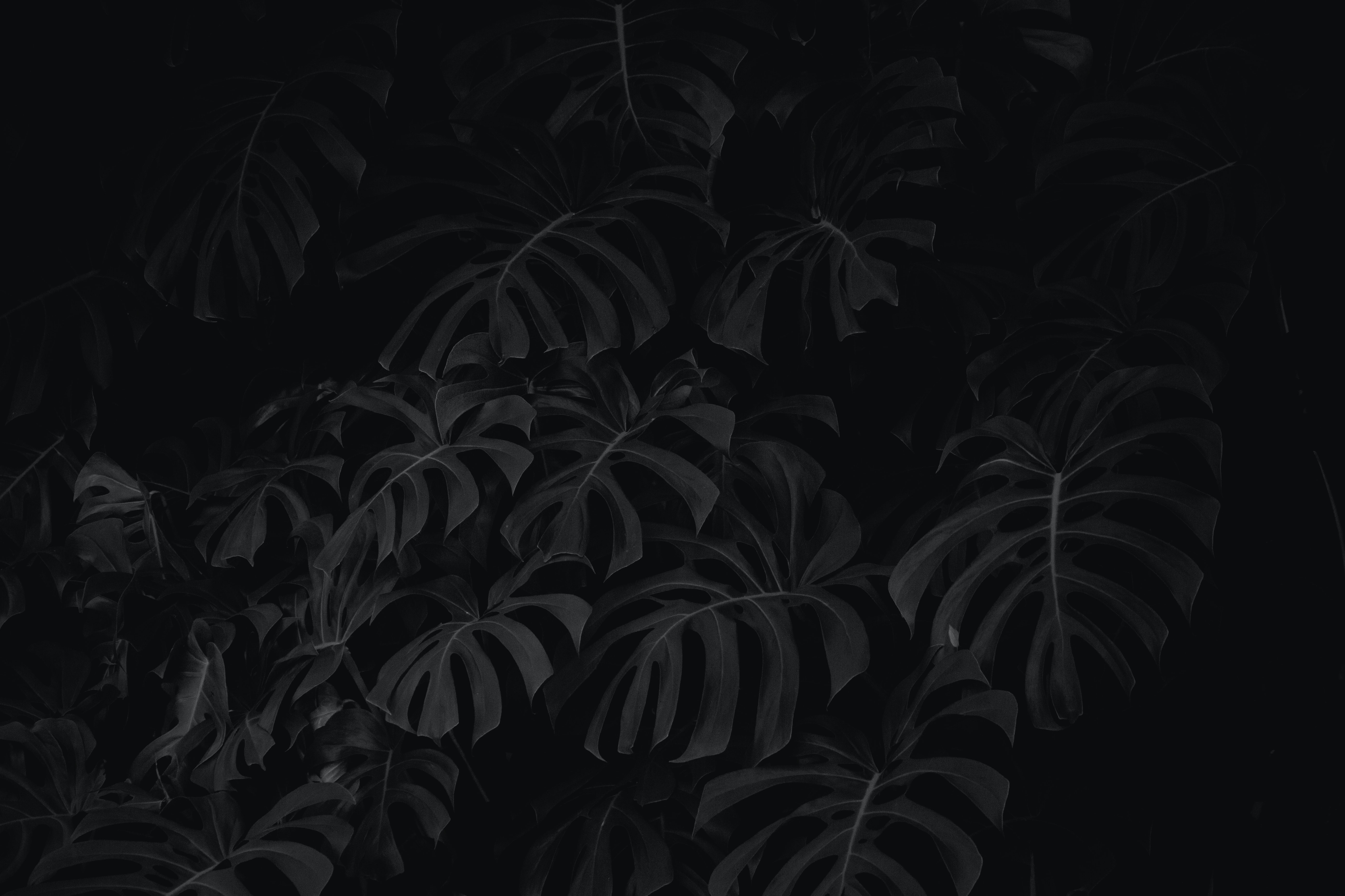 Download Plant wallpaper for mobile