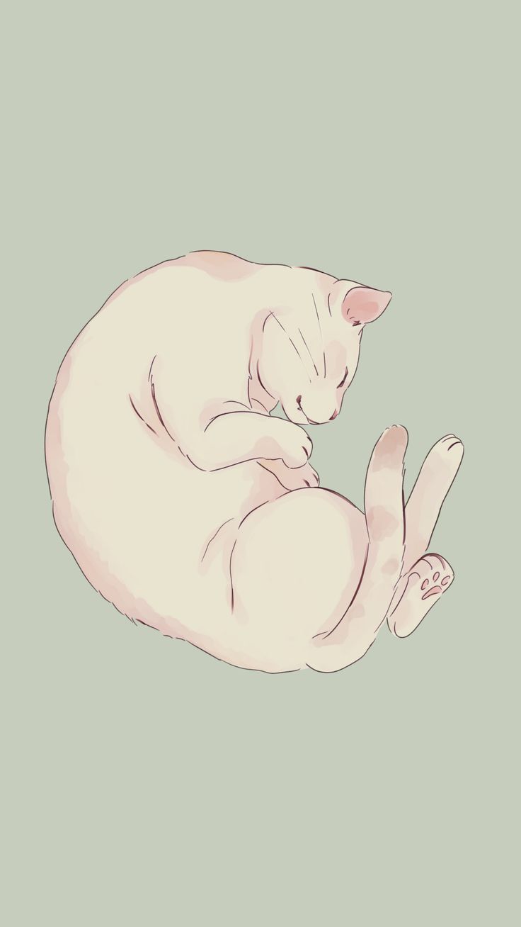 cozy cat