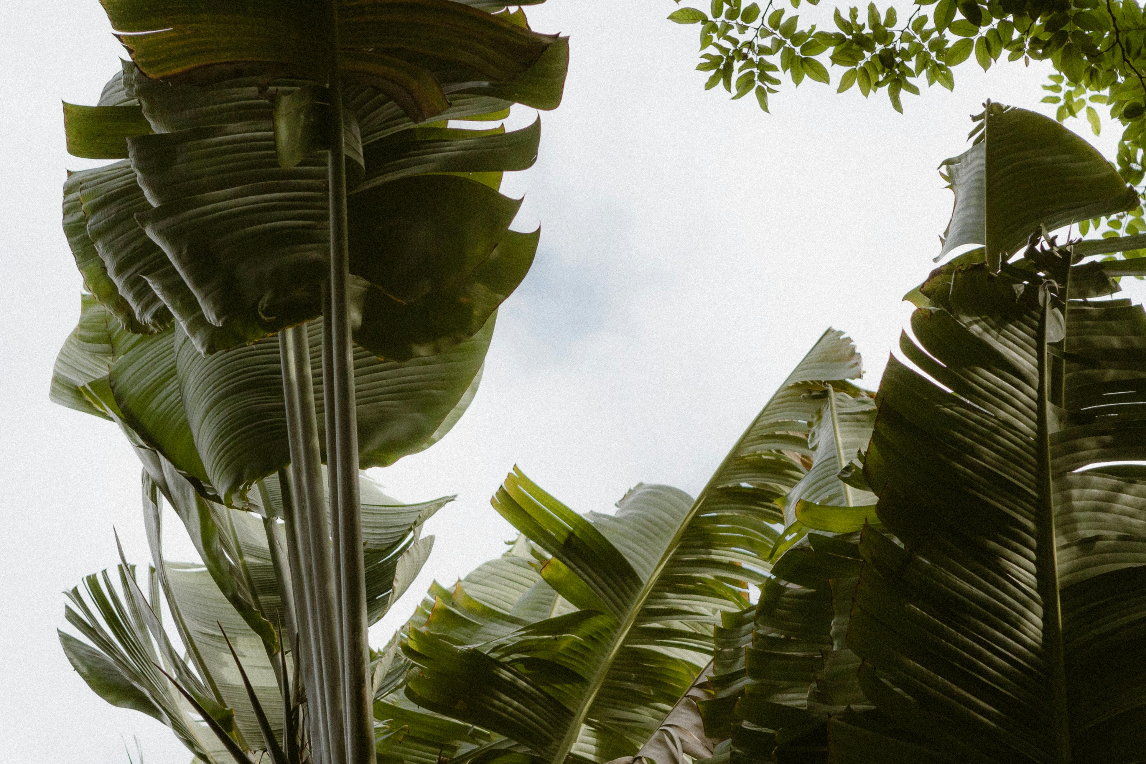 Tropical Banana Leaves in a Forest