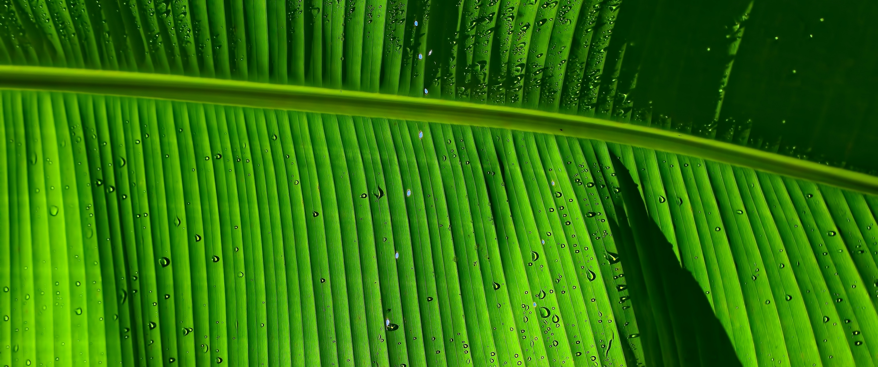 Banana Leaf Wallpaper 4K, Green