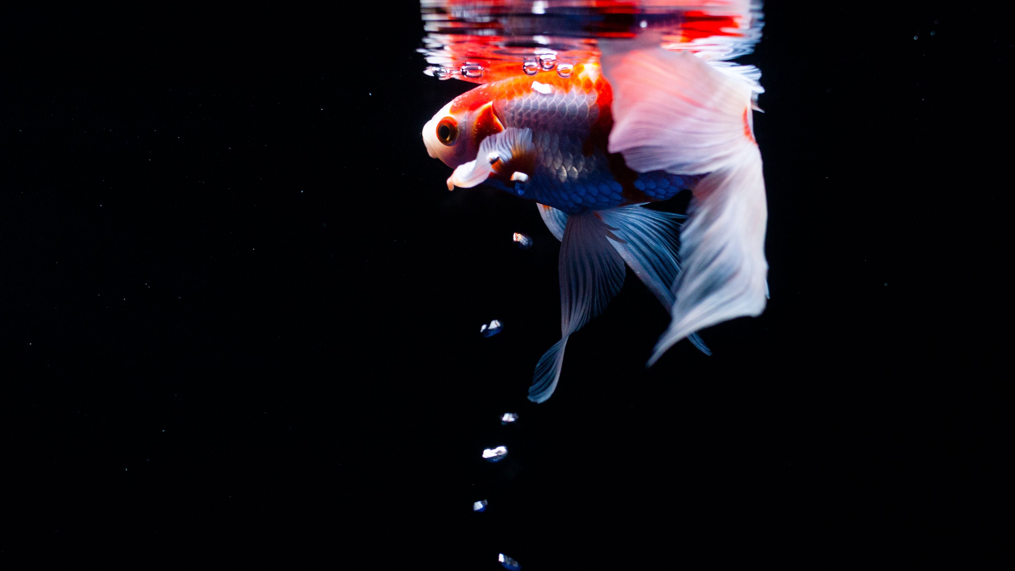 Download wallpaper 3840x2160 koi, carp