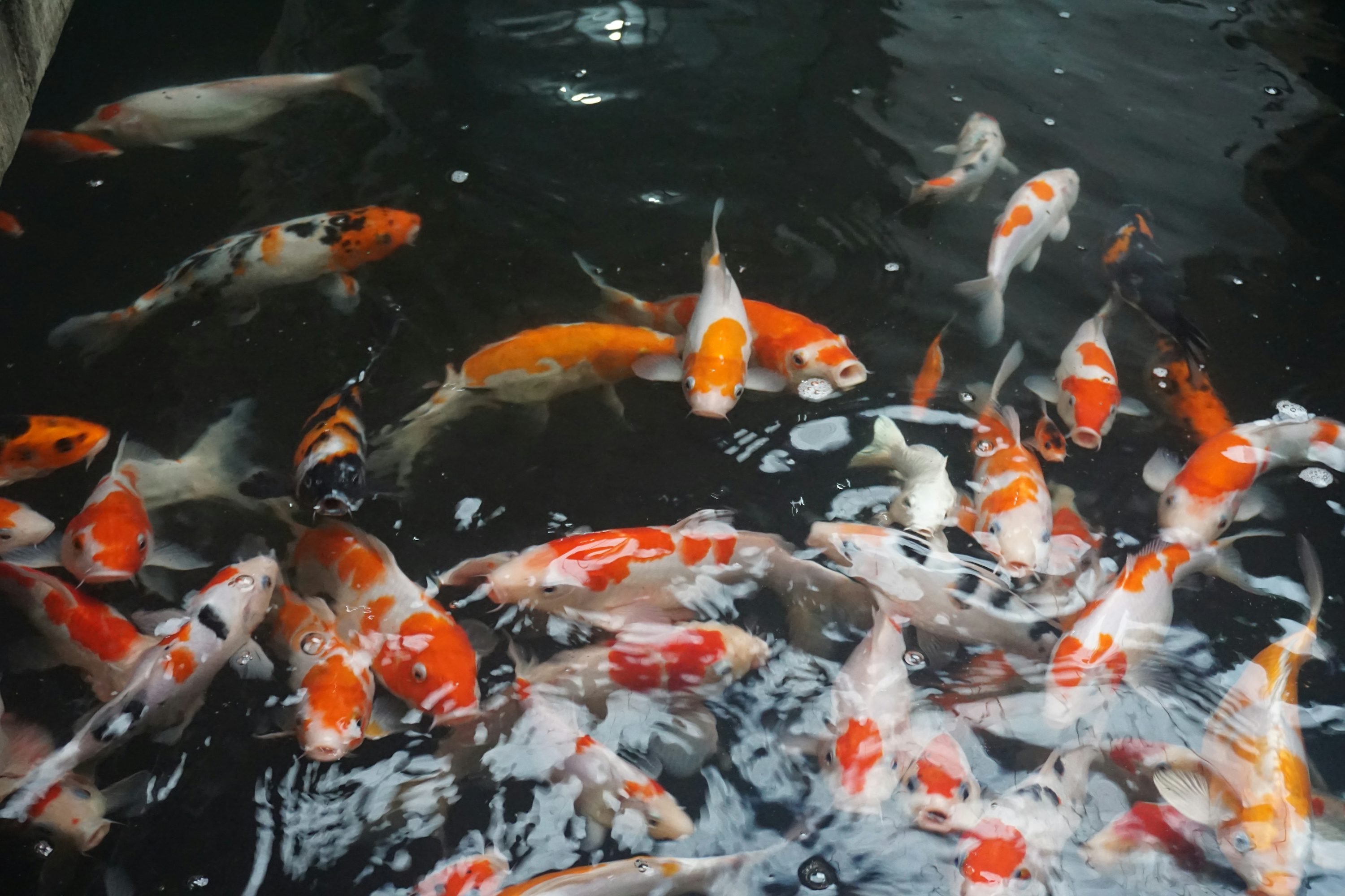 Koi Fish Picture. Download Free
