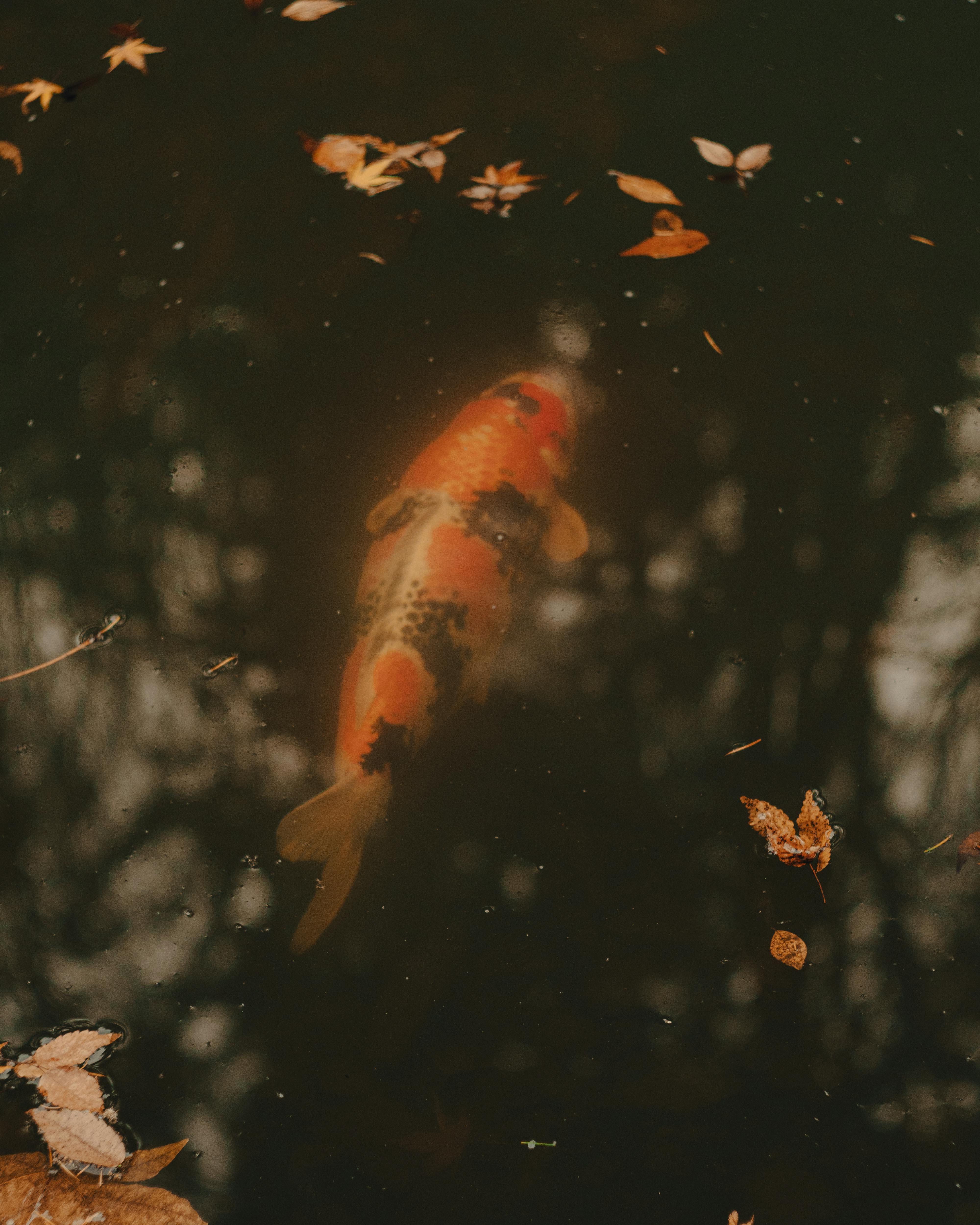 Koi Photo, Download The BEST Free Koi