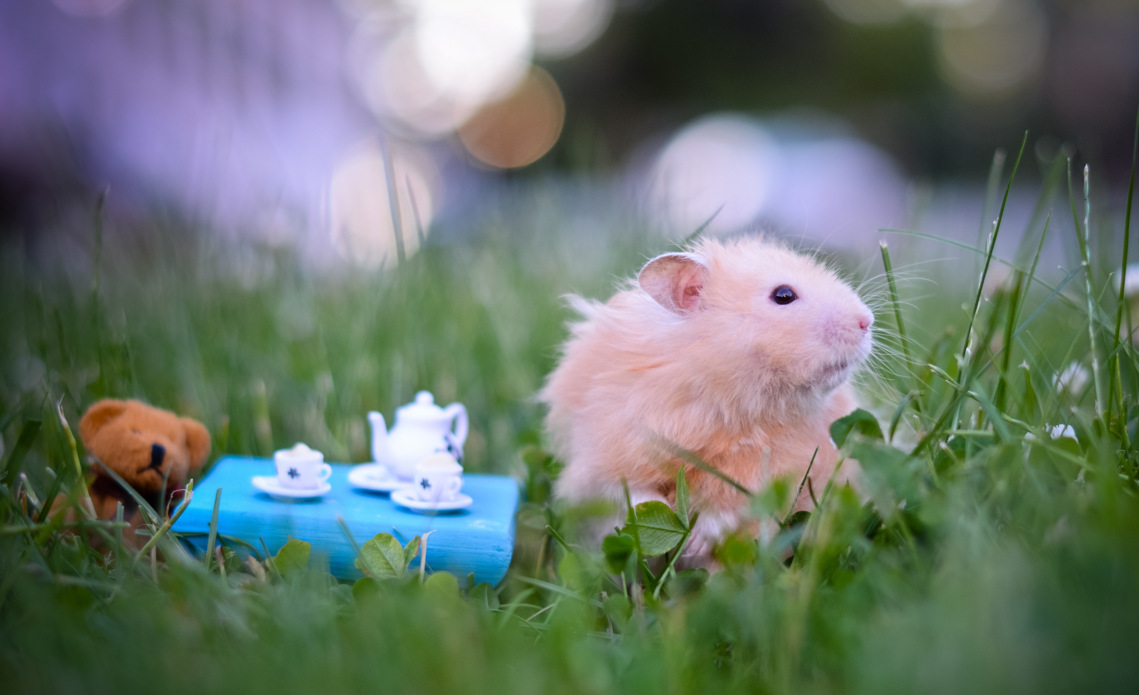 Download Hamster wallpaper