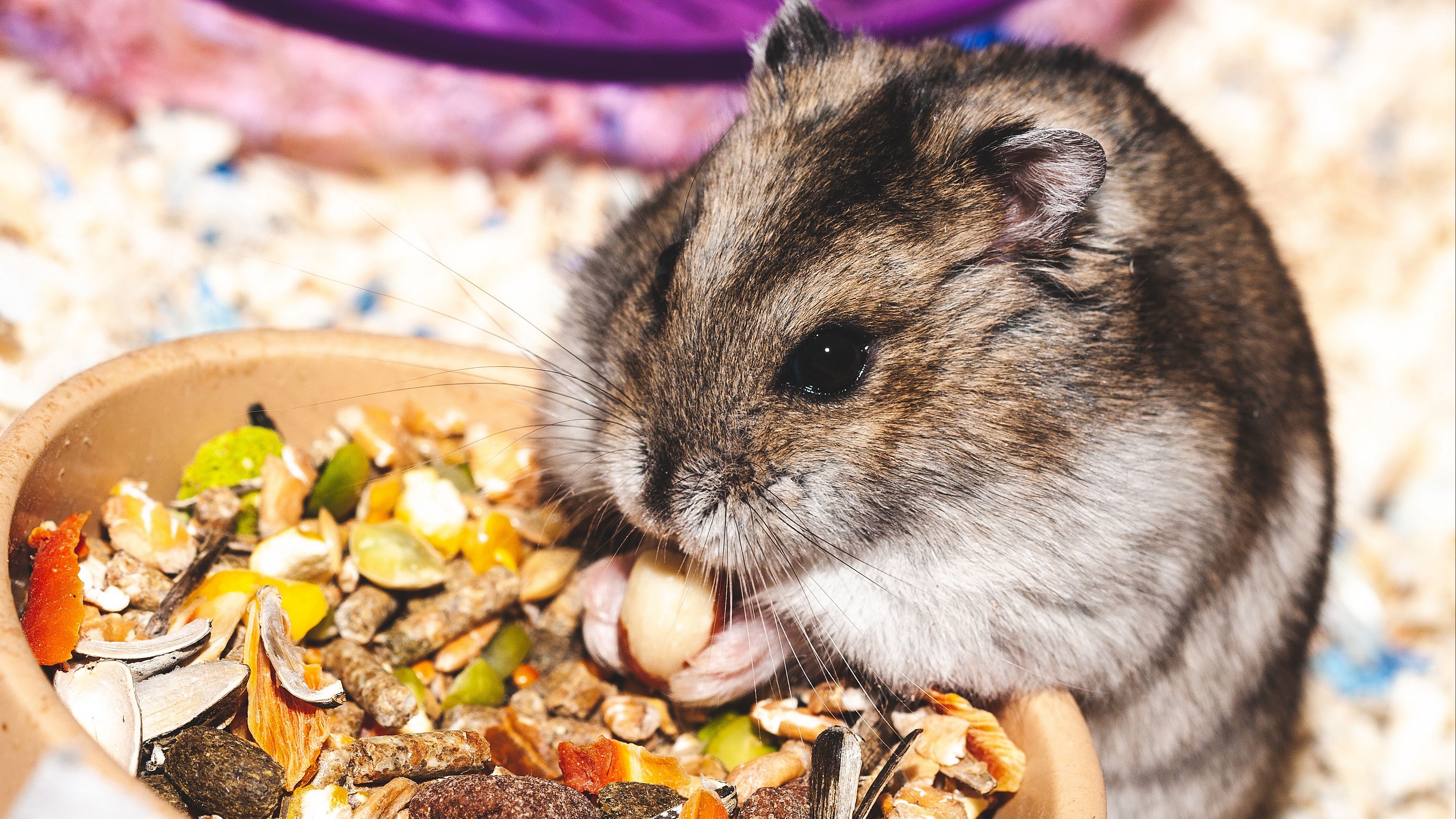 Download wallpaper 3840x2160 hamster