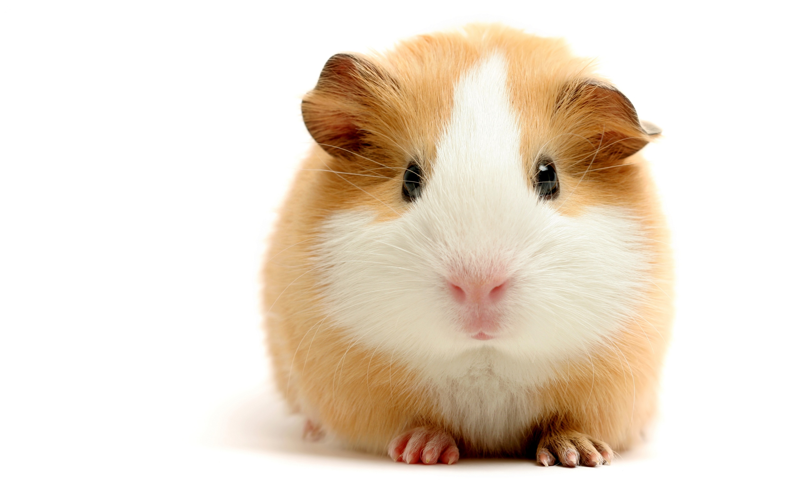 Hamster Wallpaper