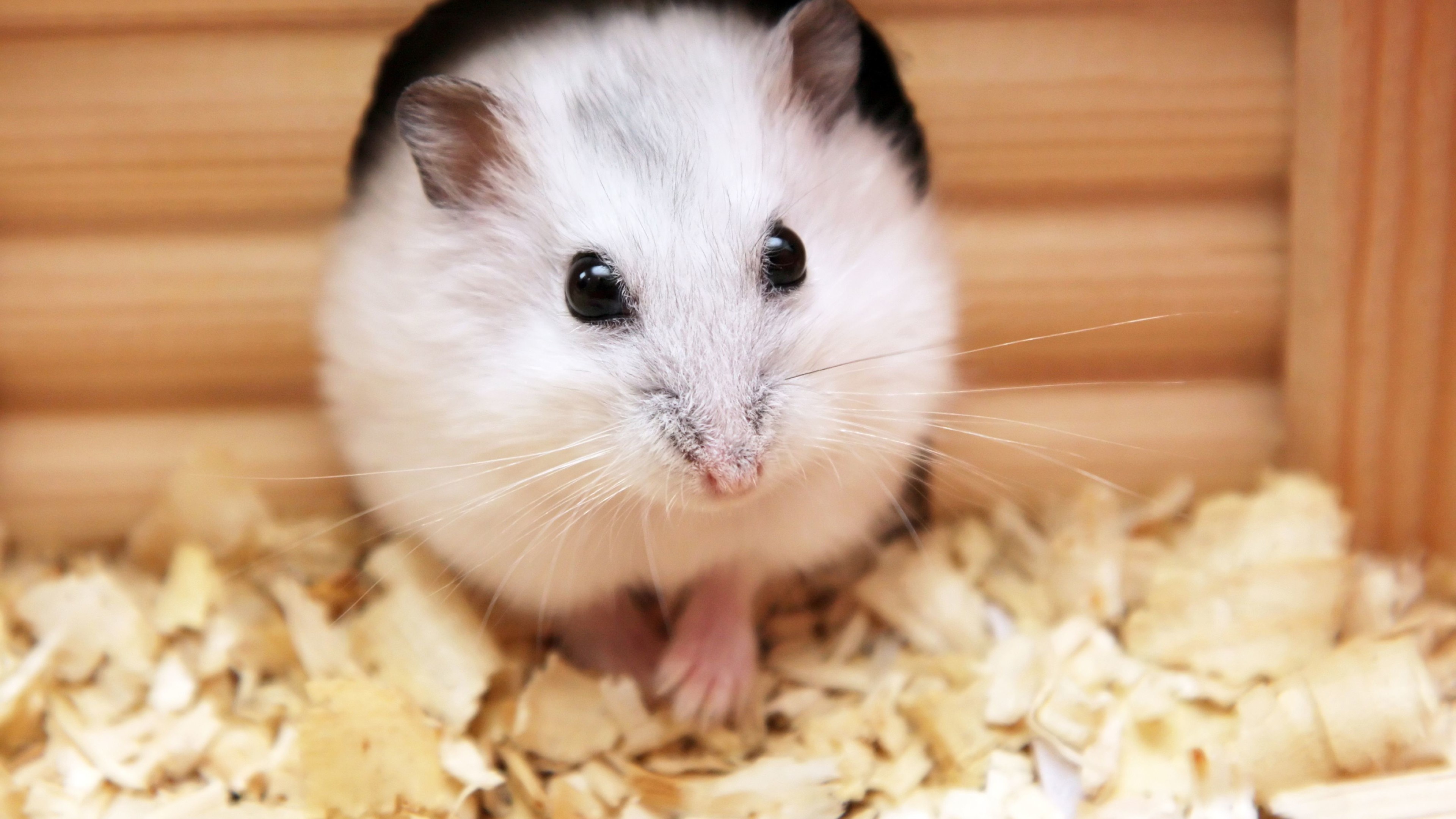 Hamster Wallpaper