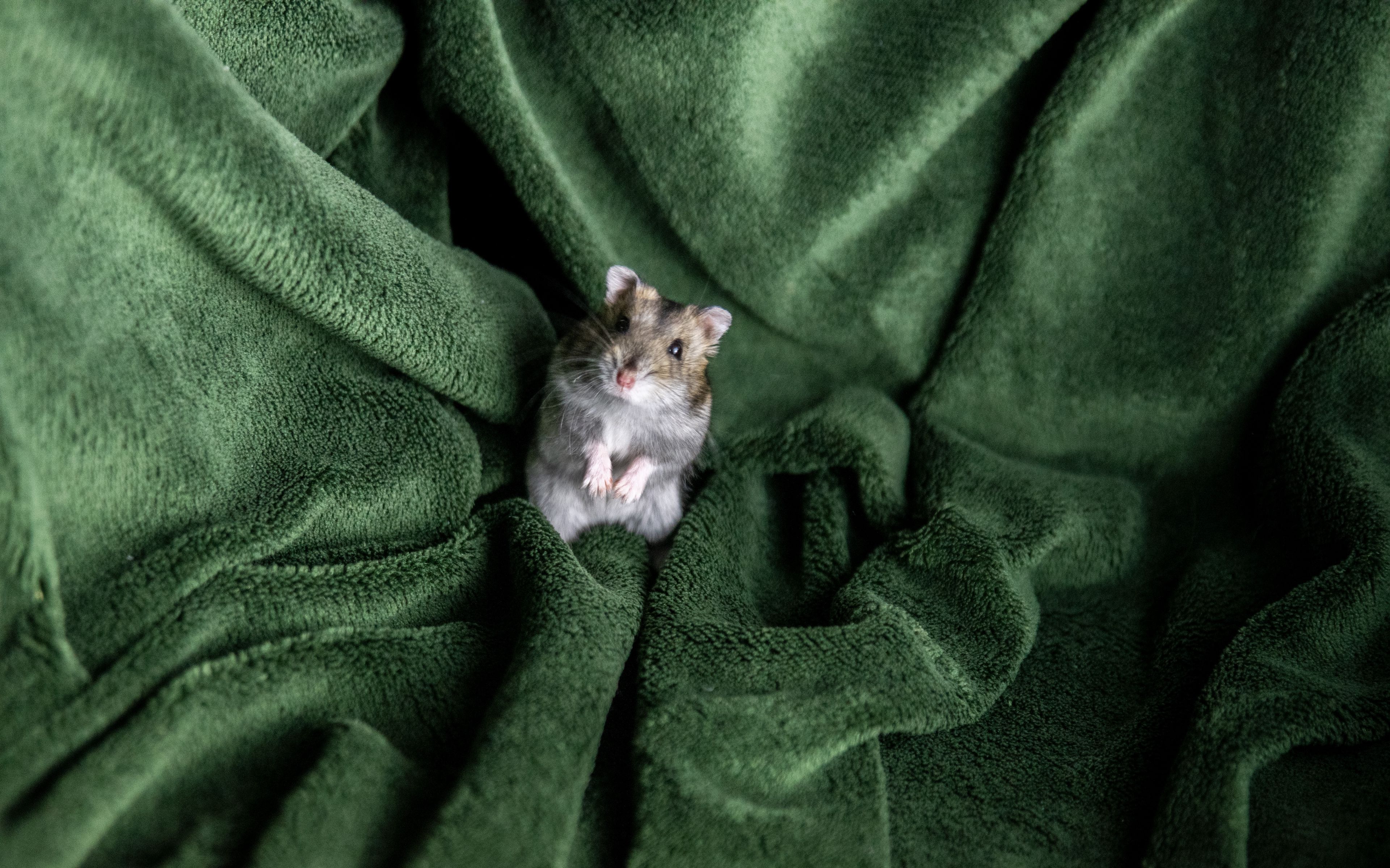 Download wallpaper 3840x2400 hamster