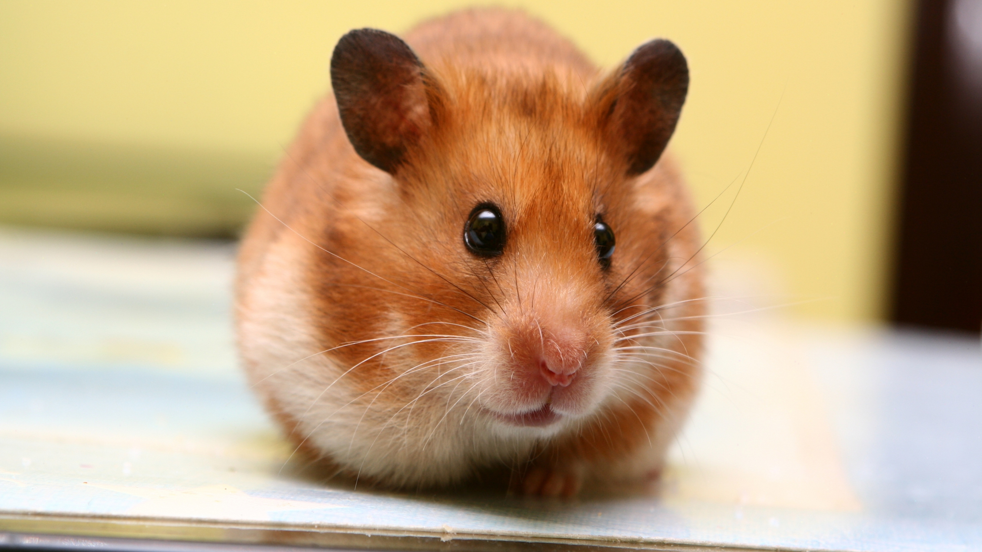 Hamster Rodent Wallpaper HD 07933