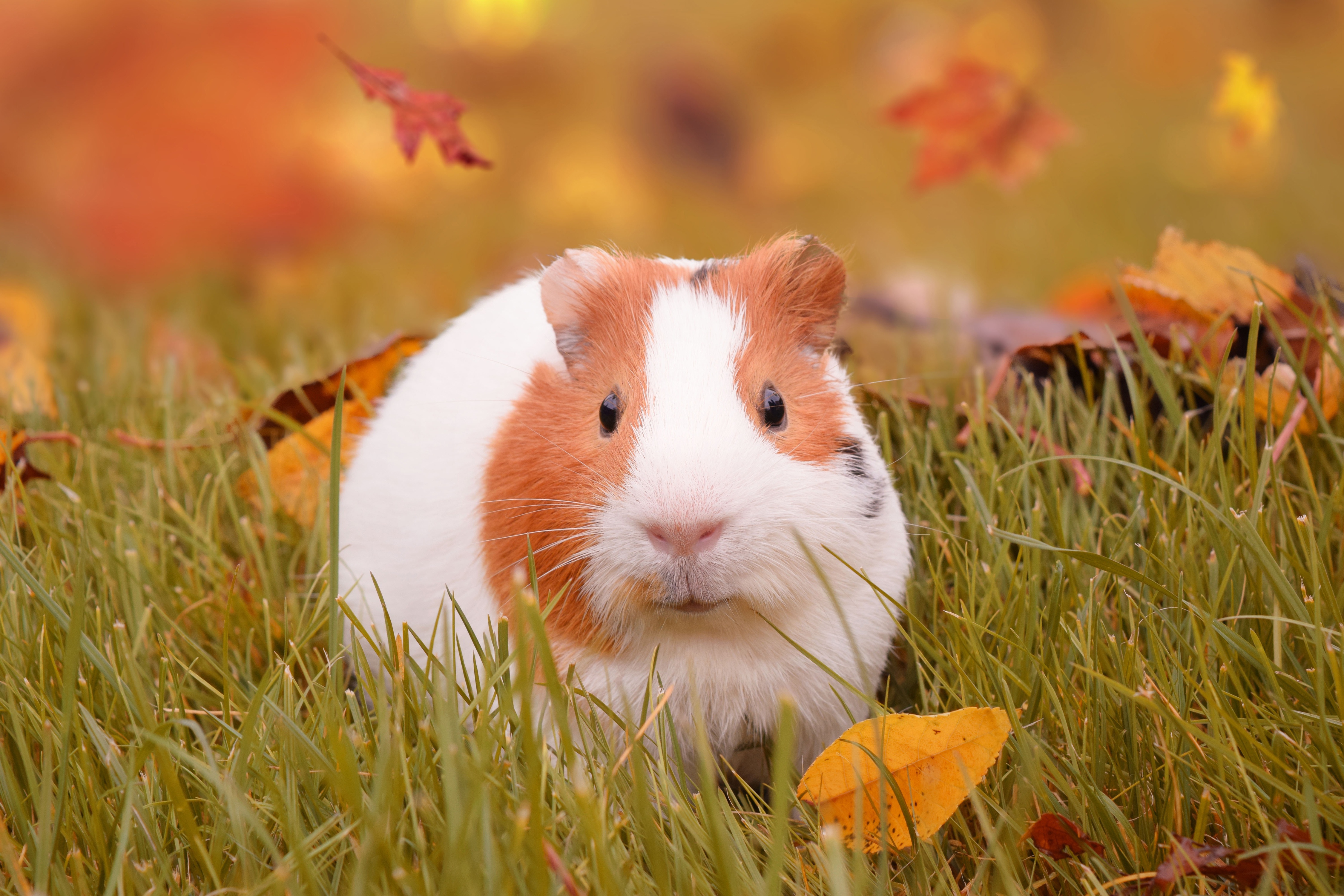 Rodent Grass Animal Guinea Pig 4k