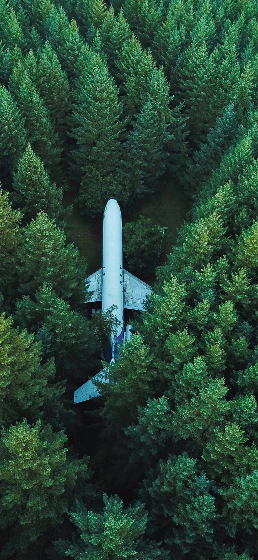 Airplane Wallpaper 4K, Green Trees