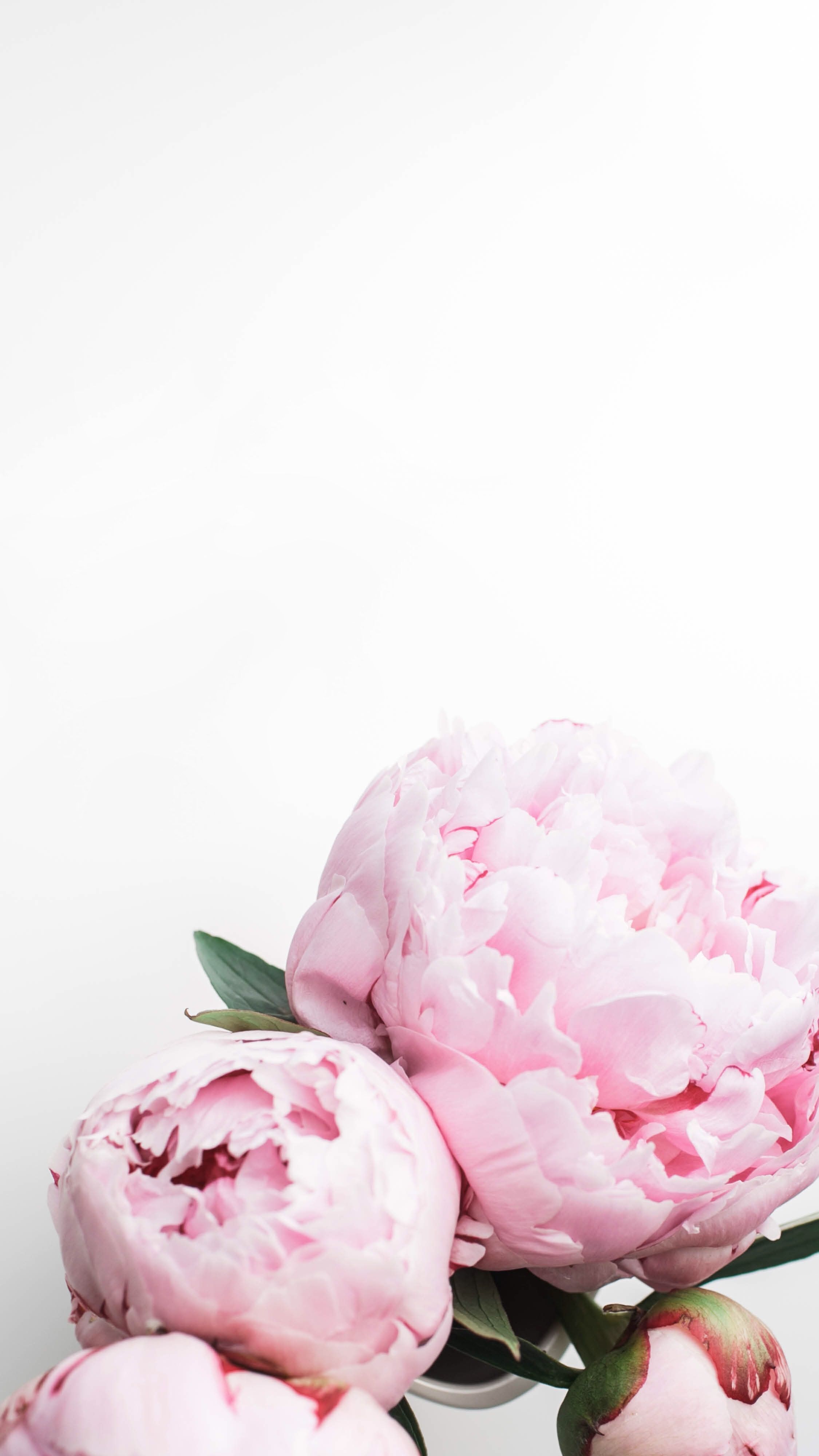 Awesome Peony Wallpaper