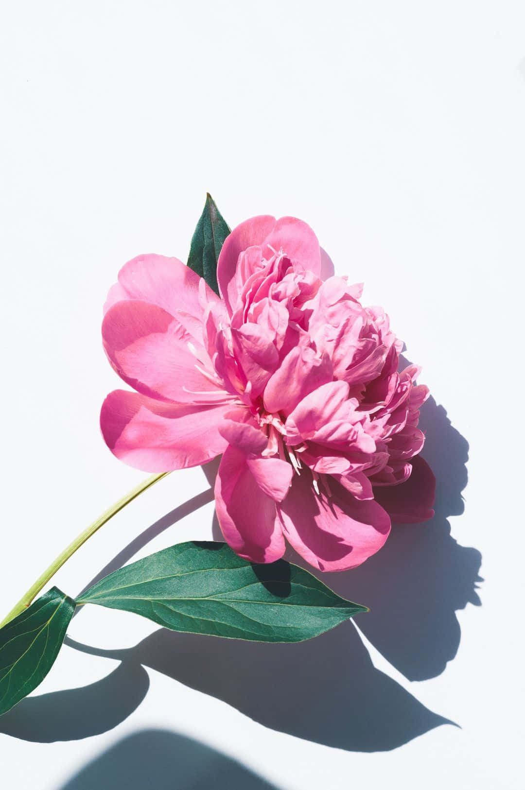 Peony iPhone Wallpaper