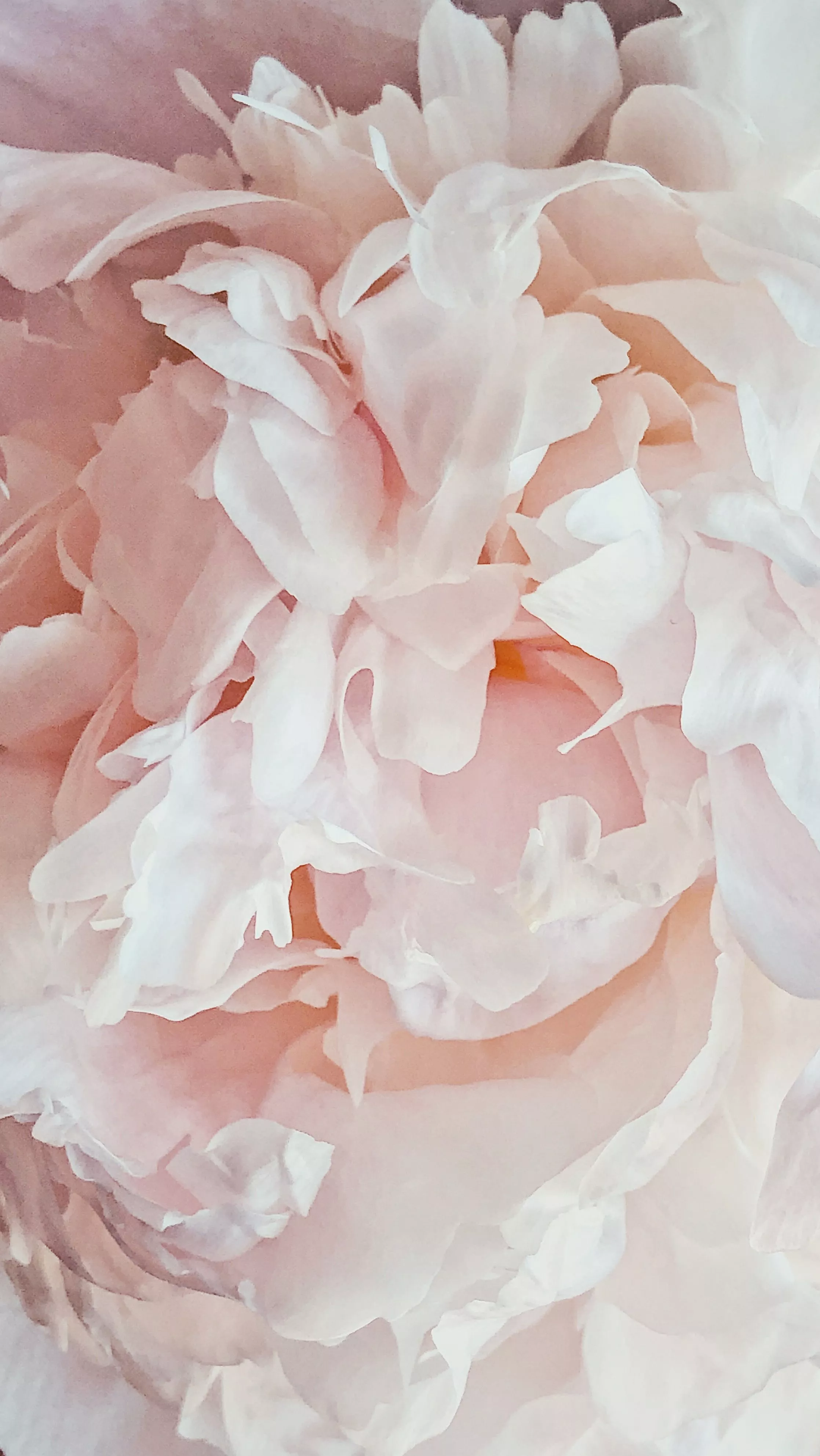 Downloadable Peony Wallpaper