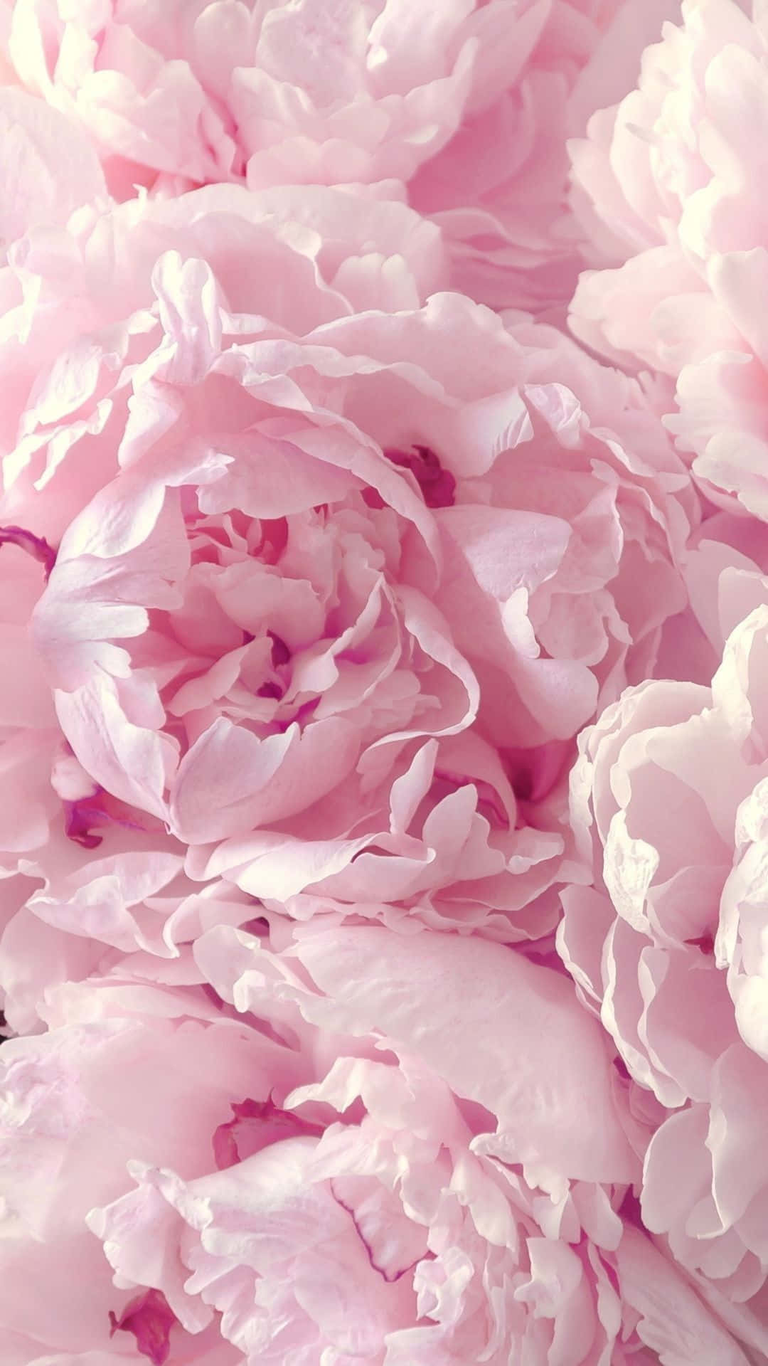 Download Pink Peonies In A Close Up