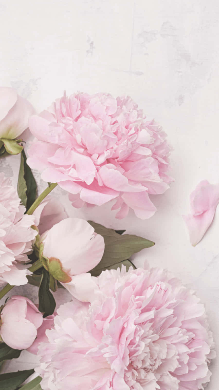 Download Charming Light Pink Peony