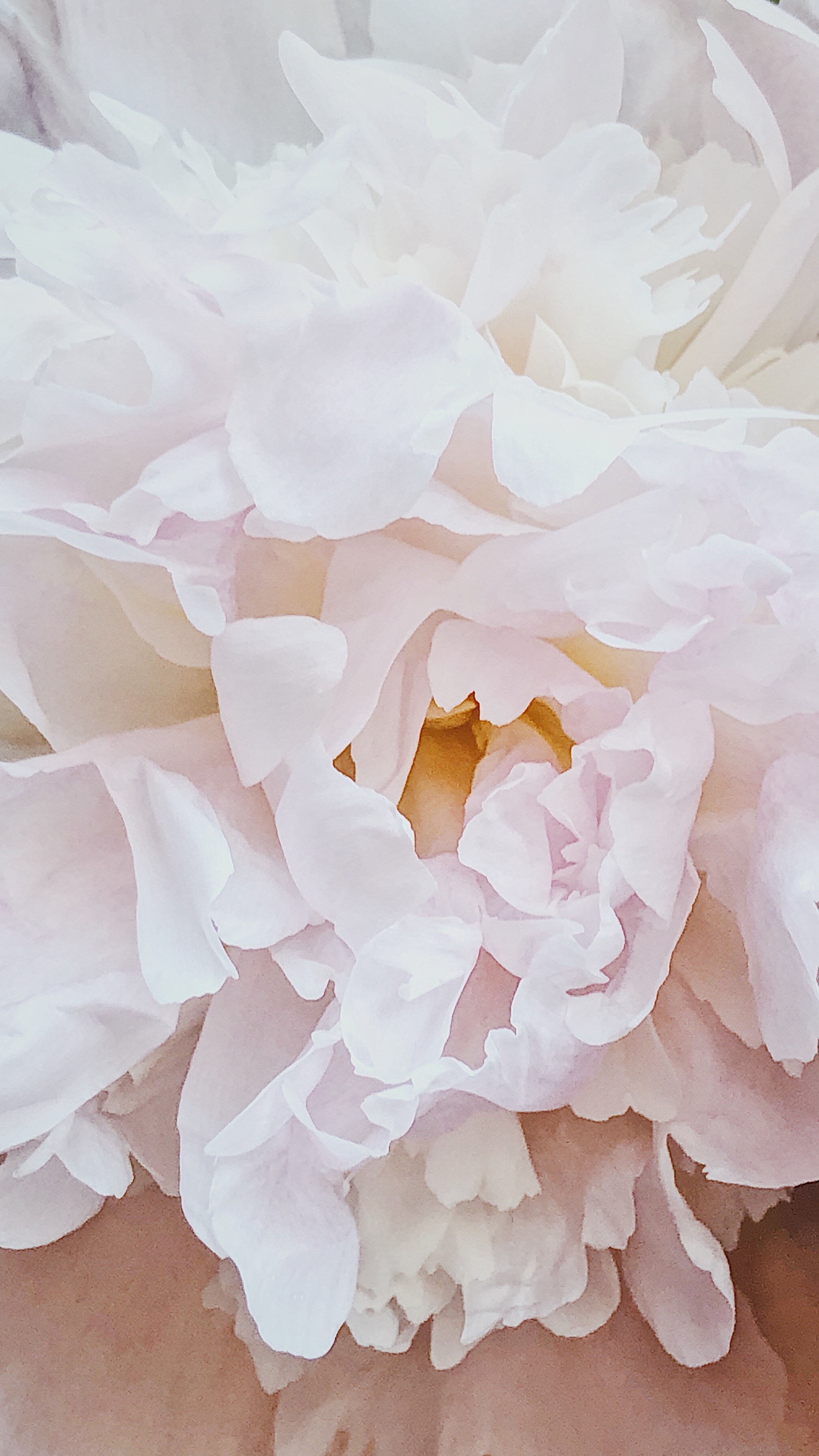 Downloadable Peony Wallpaper