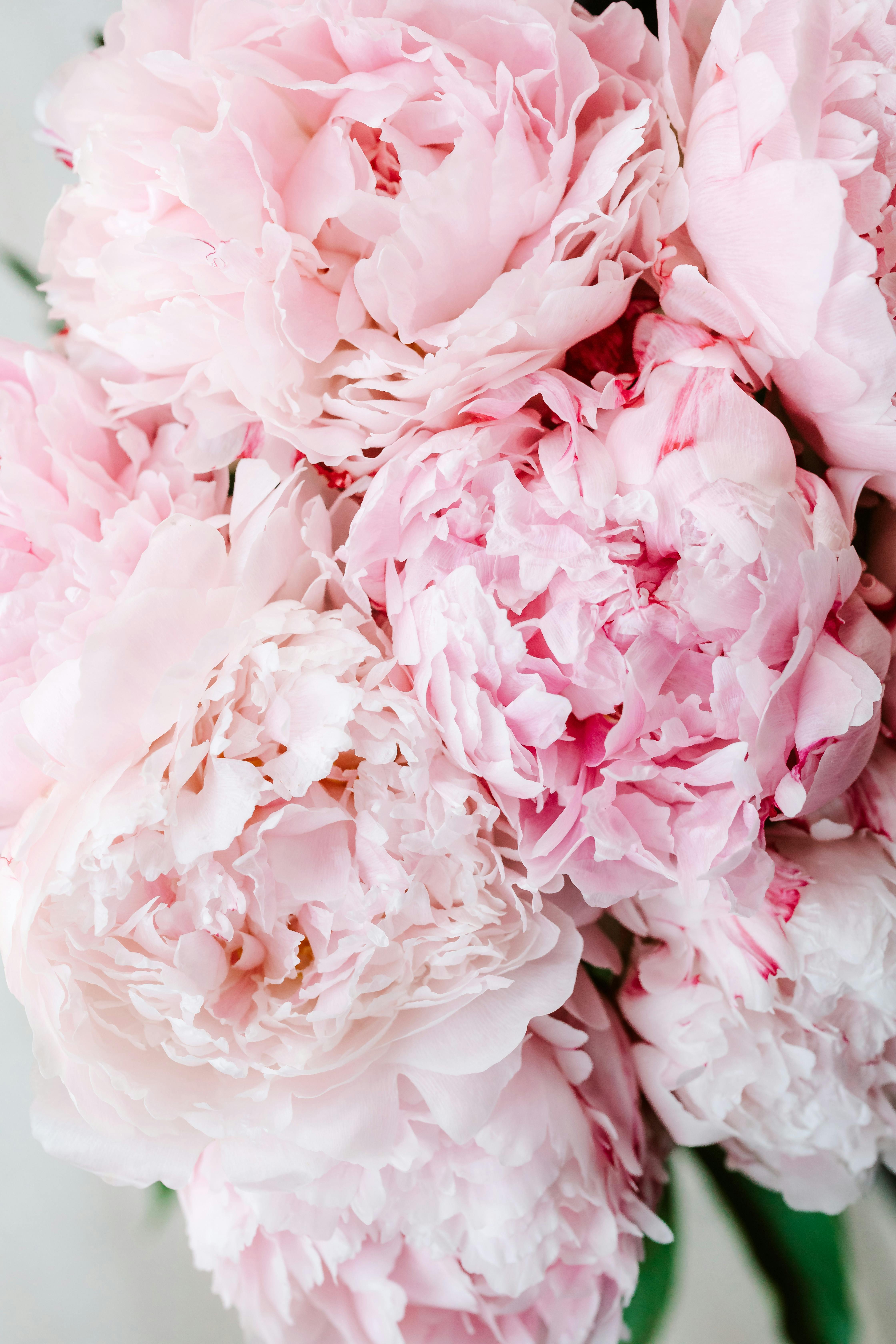 Peonies & HD Image