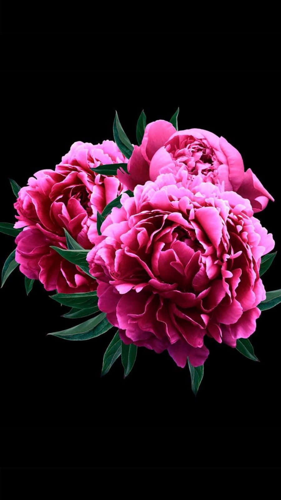 stunning bloom of pink peony flowers