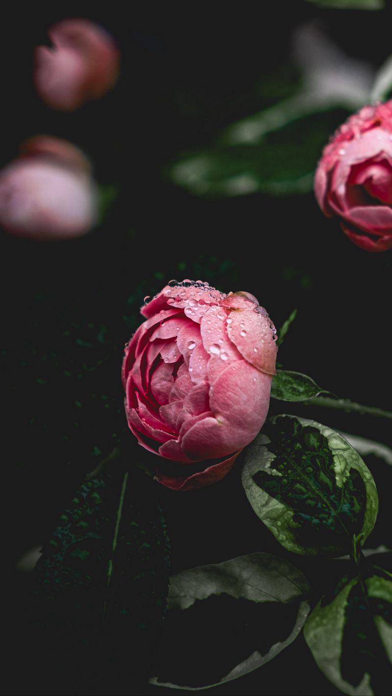 wallpaper 800x1420 peony, flower, pink