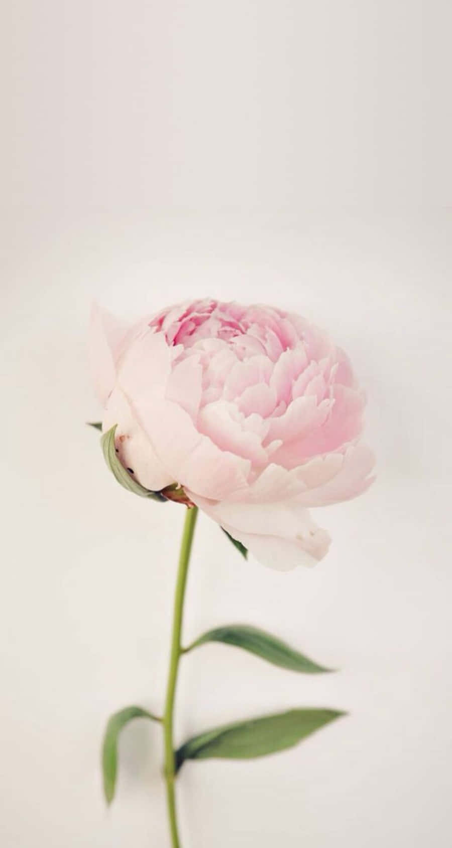 iPhone Wallpaper