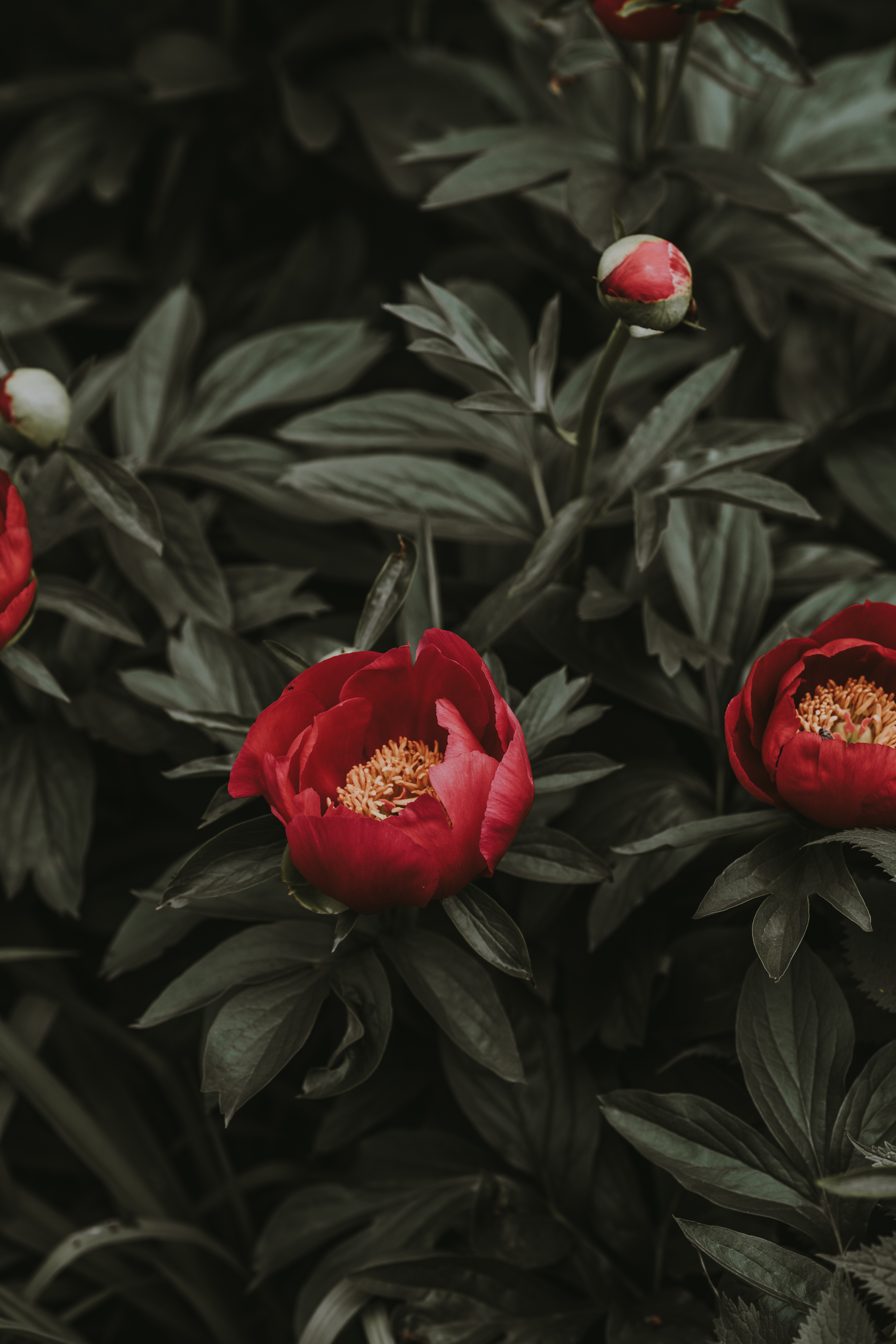 Download Peonies wallpaper