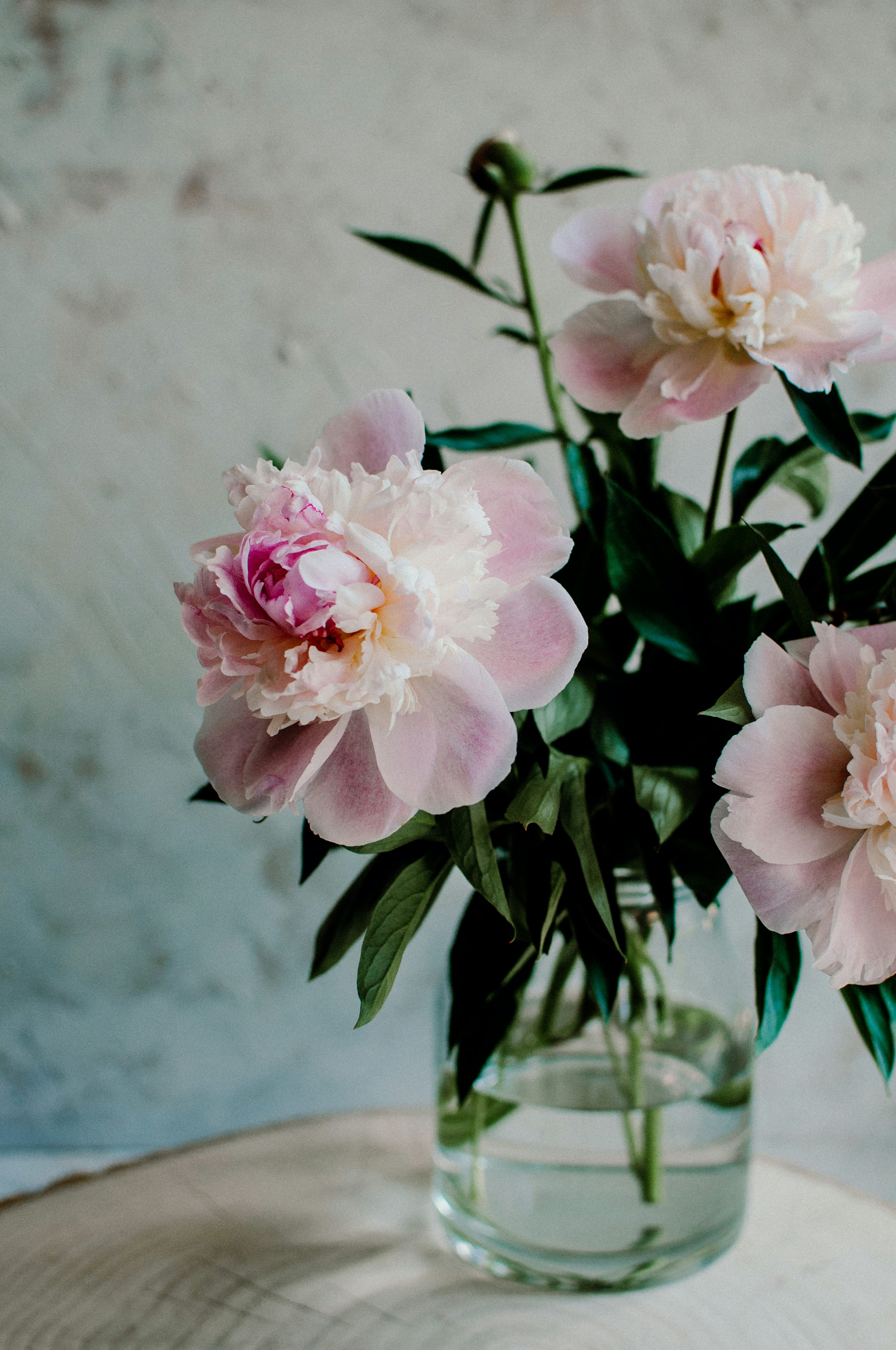 Peonies Picture. Download Free