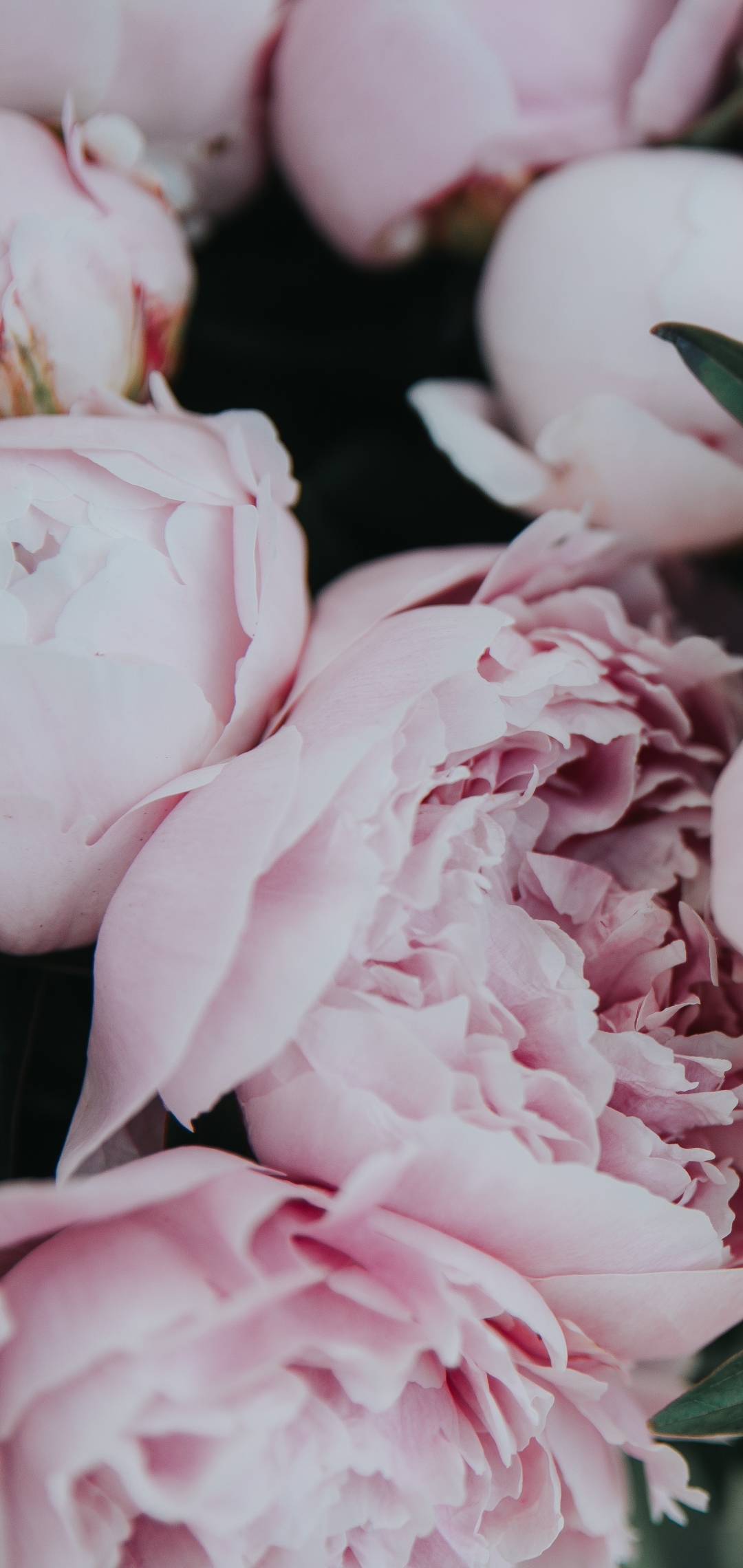 Peony iPhone Wallpaper