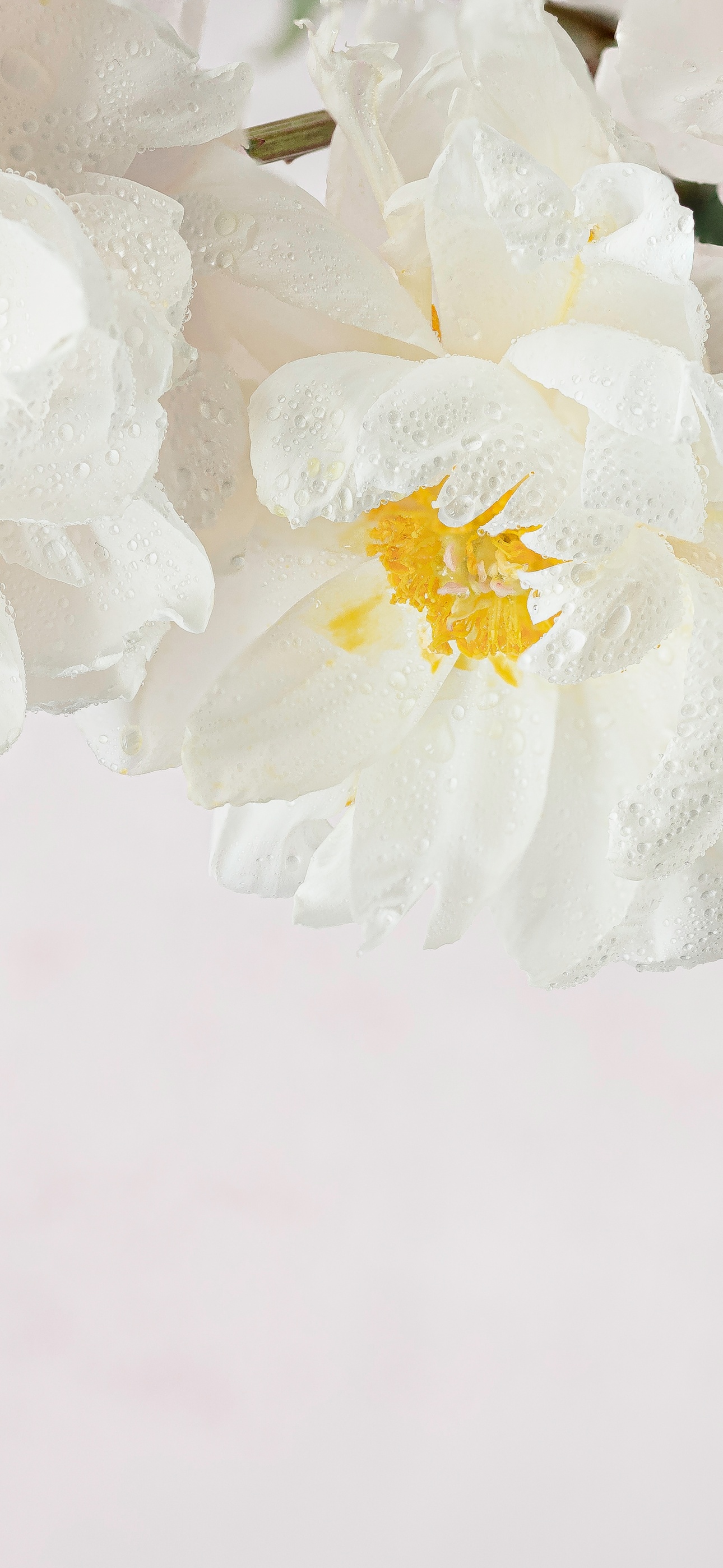 Peony flowers Wallpaper 4K, White